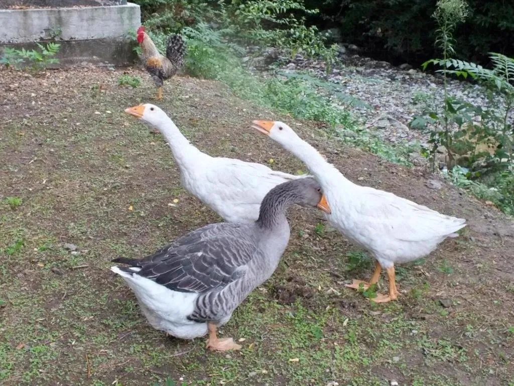 Gli Ulivi Bed & breakfast