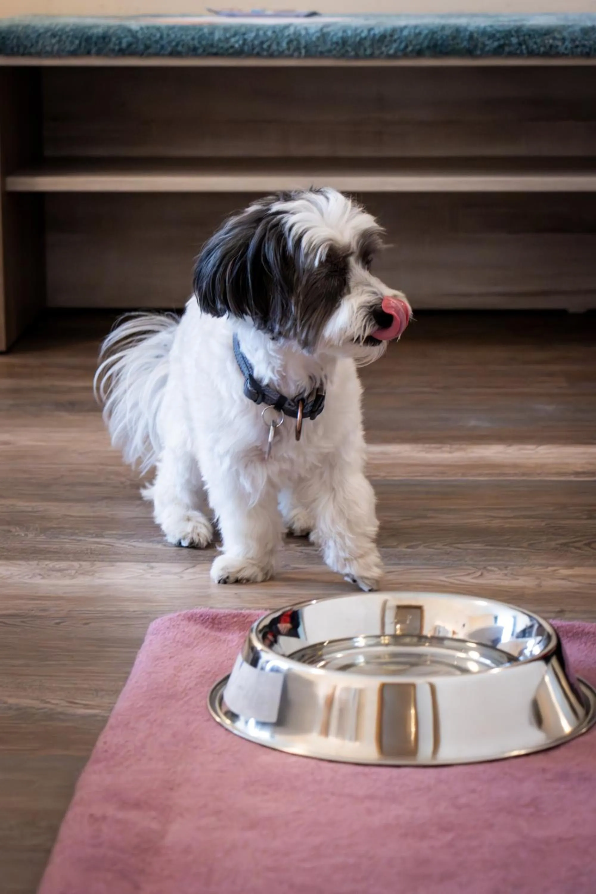 Pets in Best Western Plus Palatin Kongresshotel