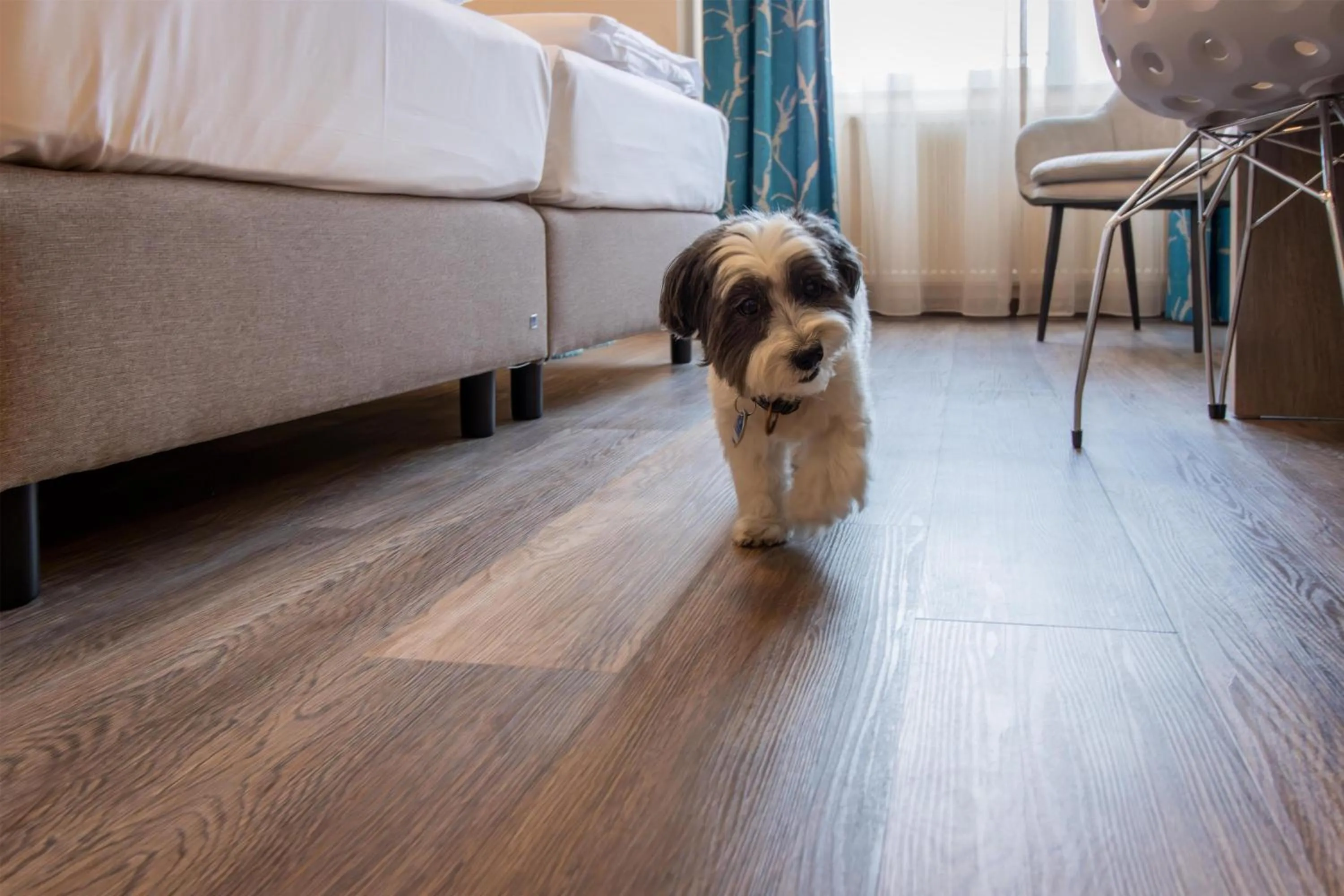 Pets in Best Western Plus Palatin Kongresshotel