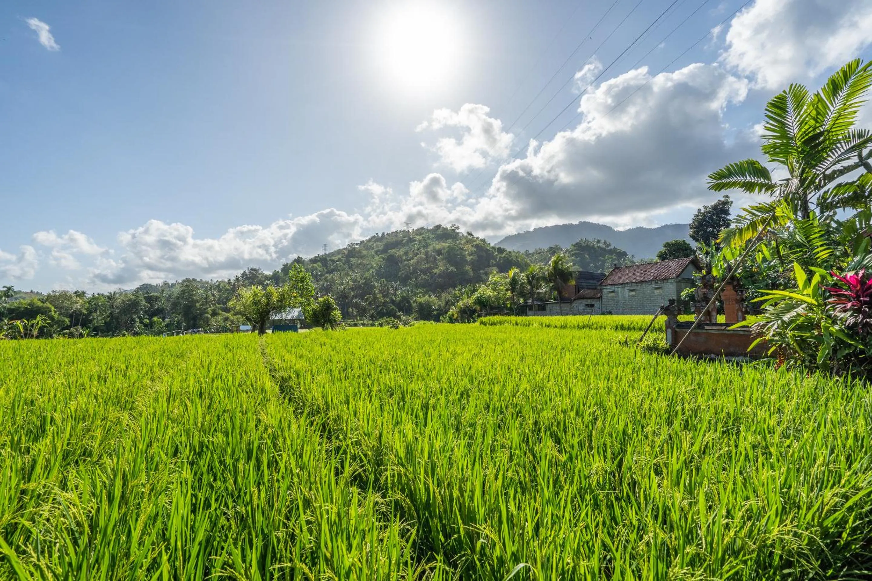 Natural landscape in Pondok Carik Villa Manggis