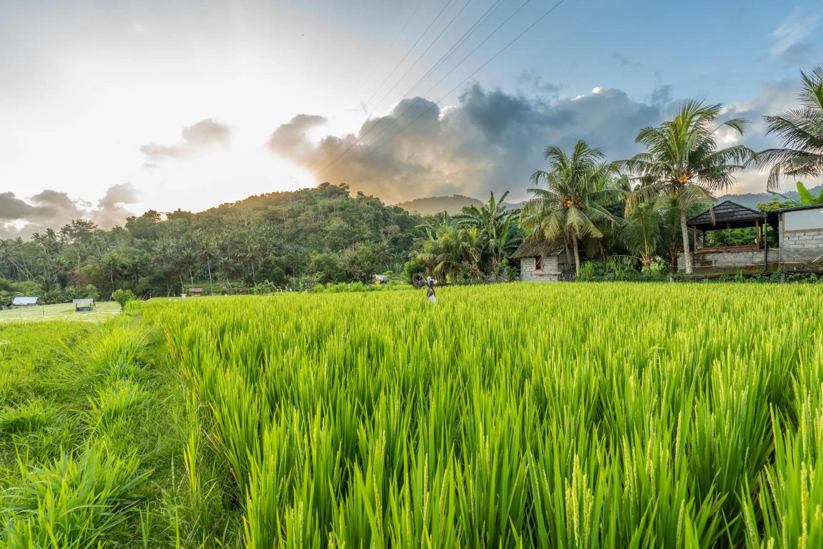 Natural landscape in Pondok Carik Villa Manggis