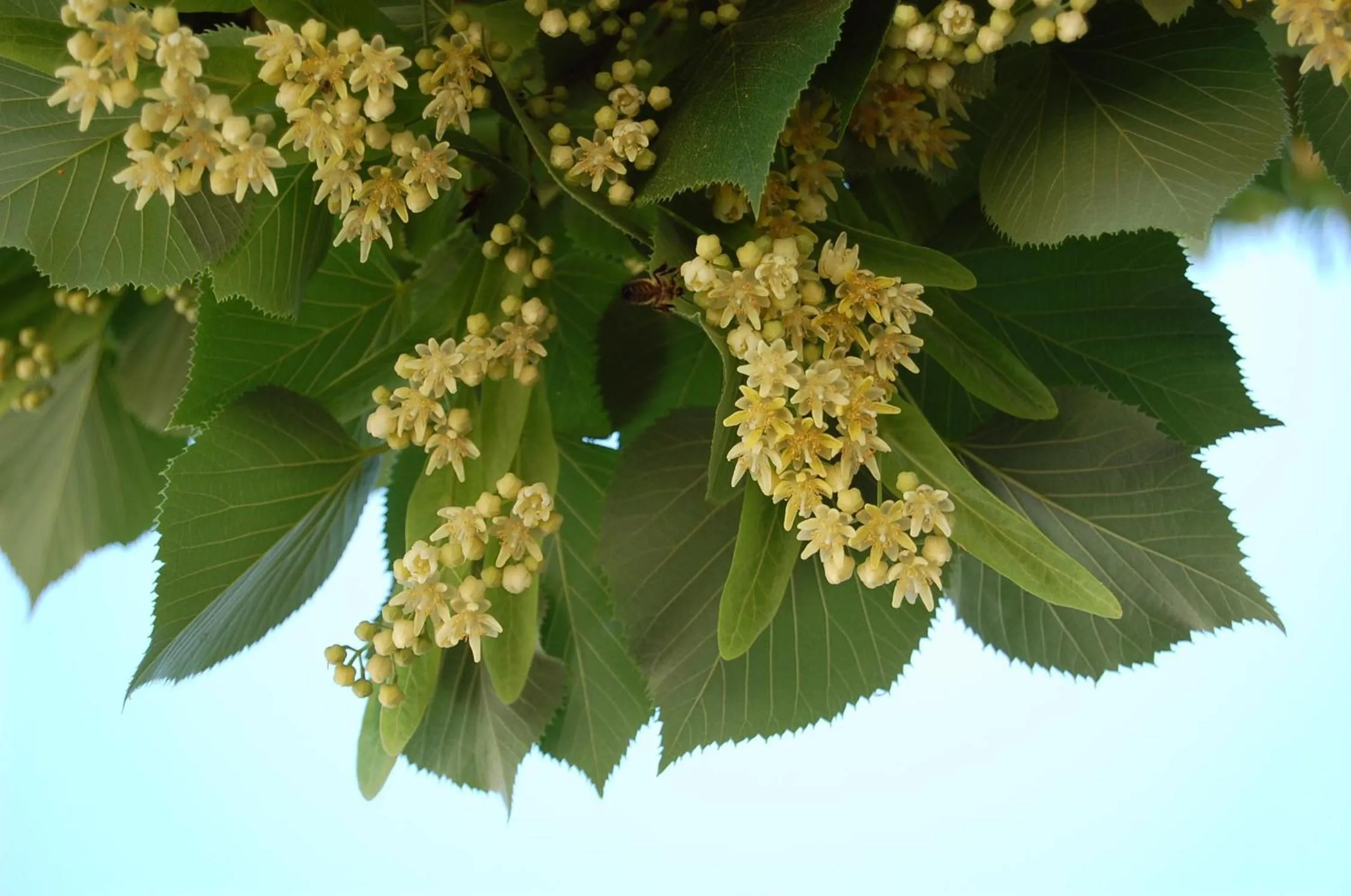 Property building in AmendoeirasHouse-SustainableLiving