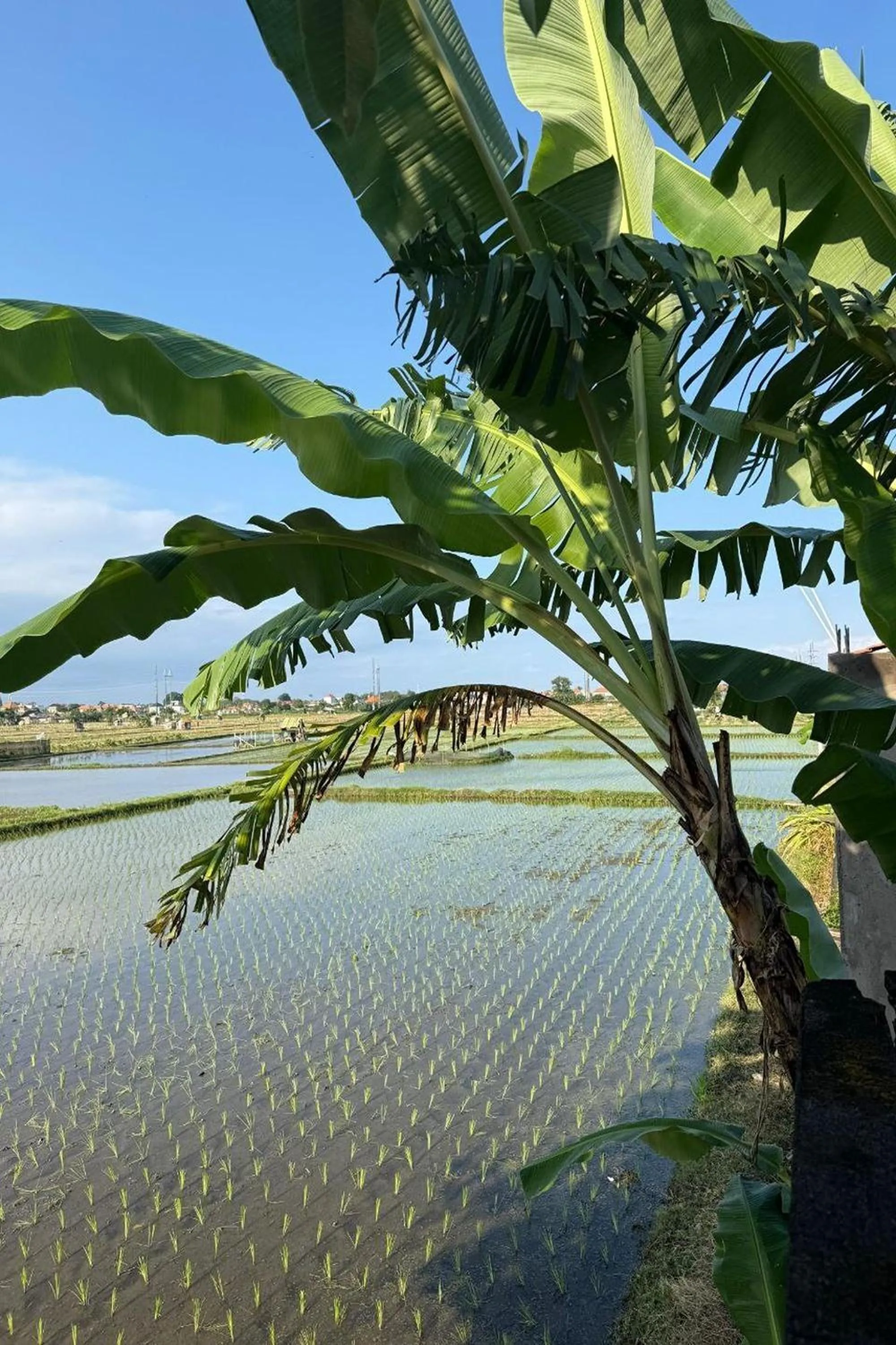 Natural landscape in Bali Eco Living Yoga Healing Meditation and Retreat Center