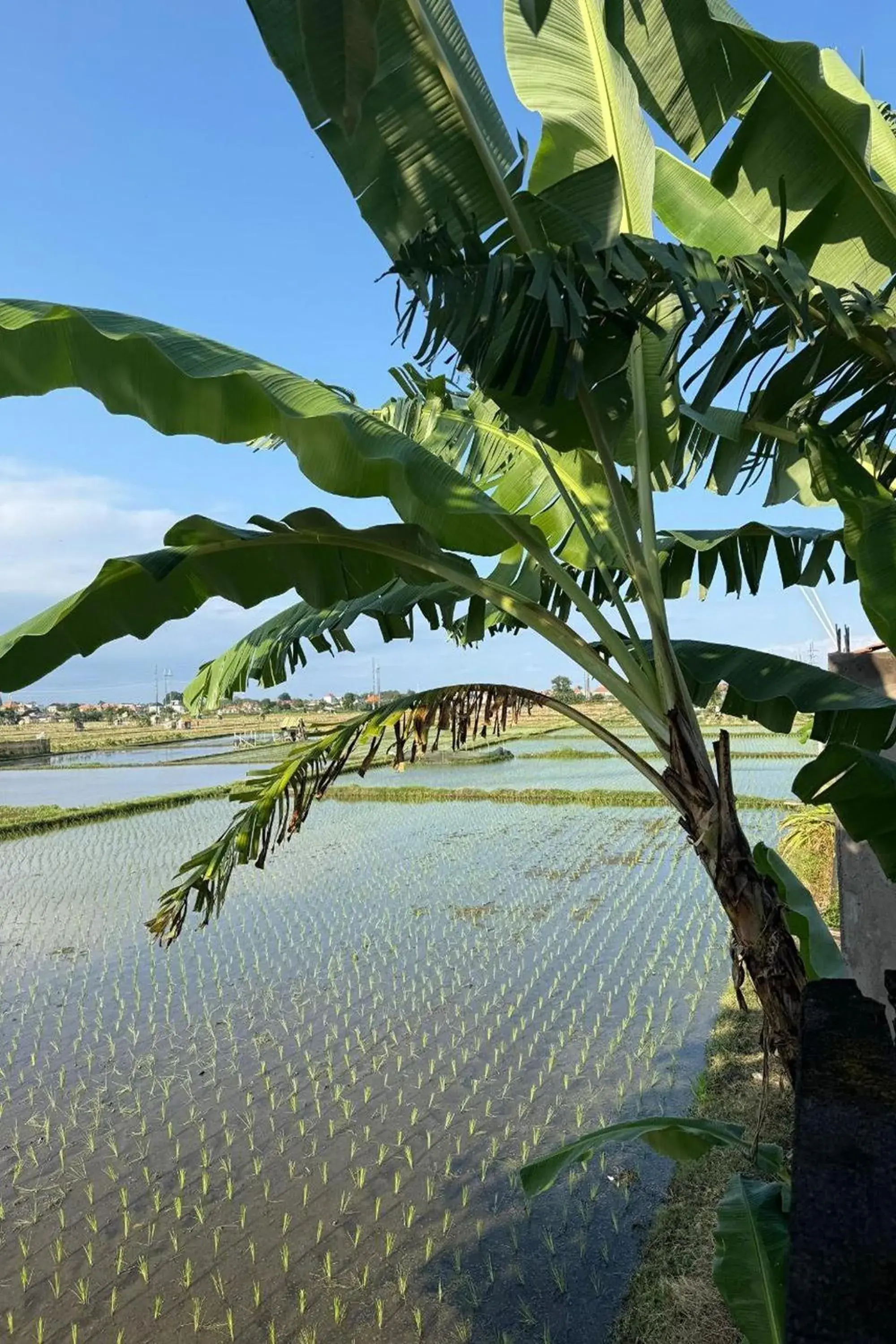 Bali Eco Living Yoga Healing Meditation and Retreat Center Bali Eco Living Yoga Healing Meditation and Retreat Center