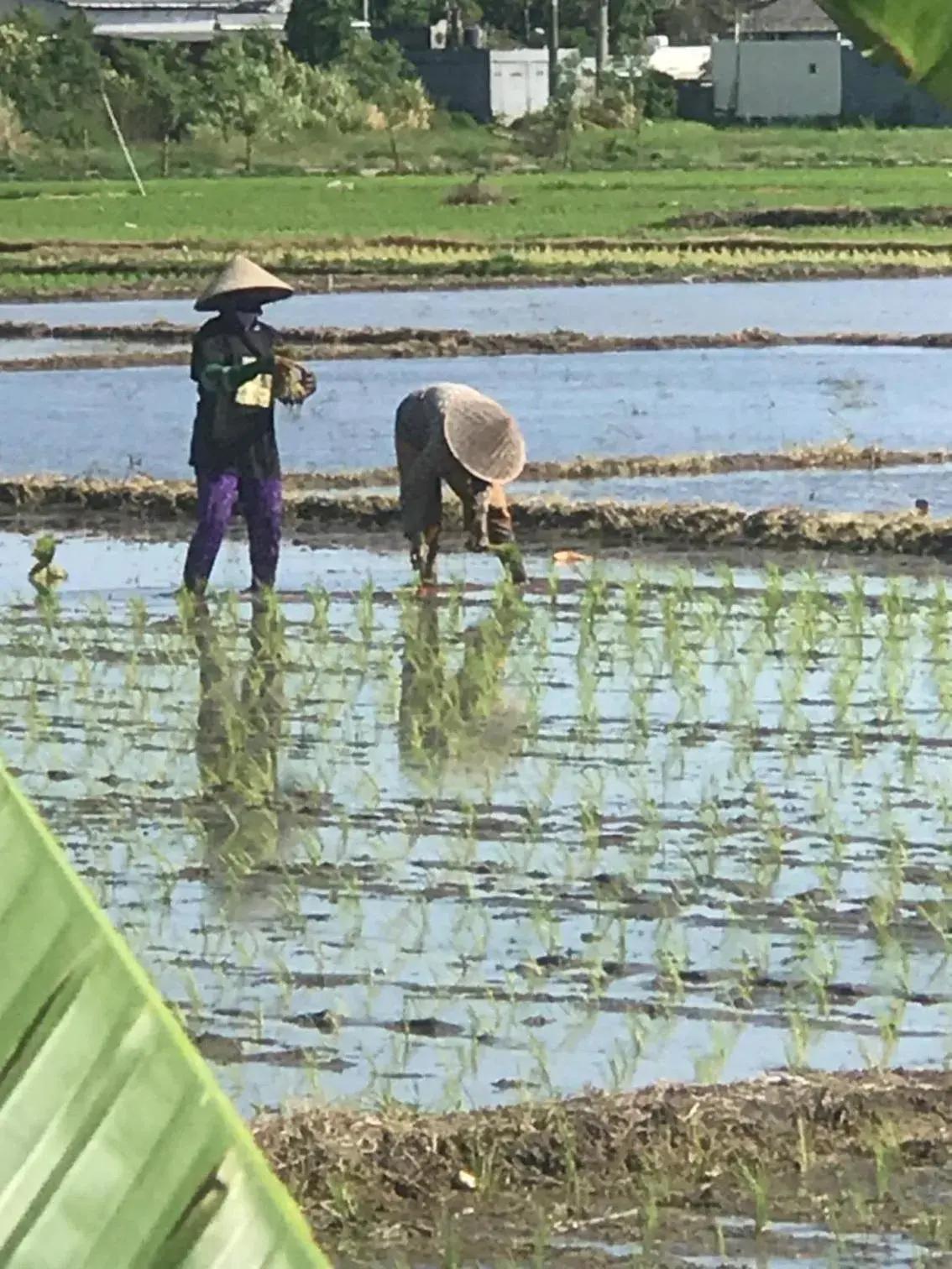 View (from property/room) in Bali Eco Living Yoga Healing Meditation and Retreat Center View (from property/room) in Bali Eco Living Yoga Healing Meditation and Retreat Center