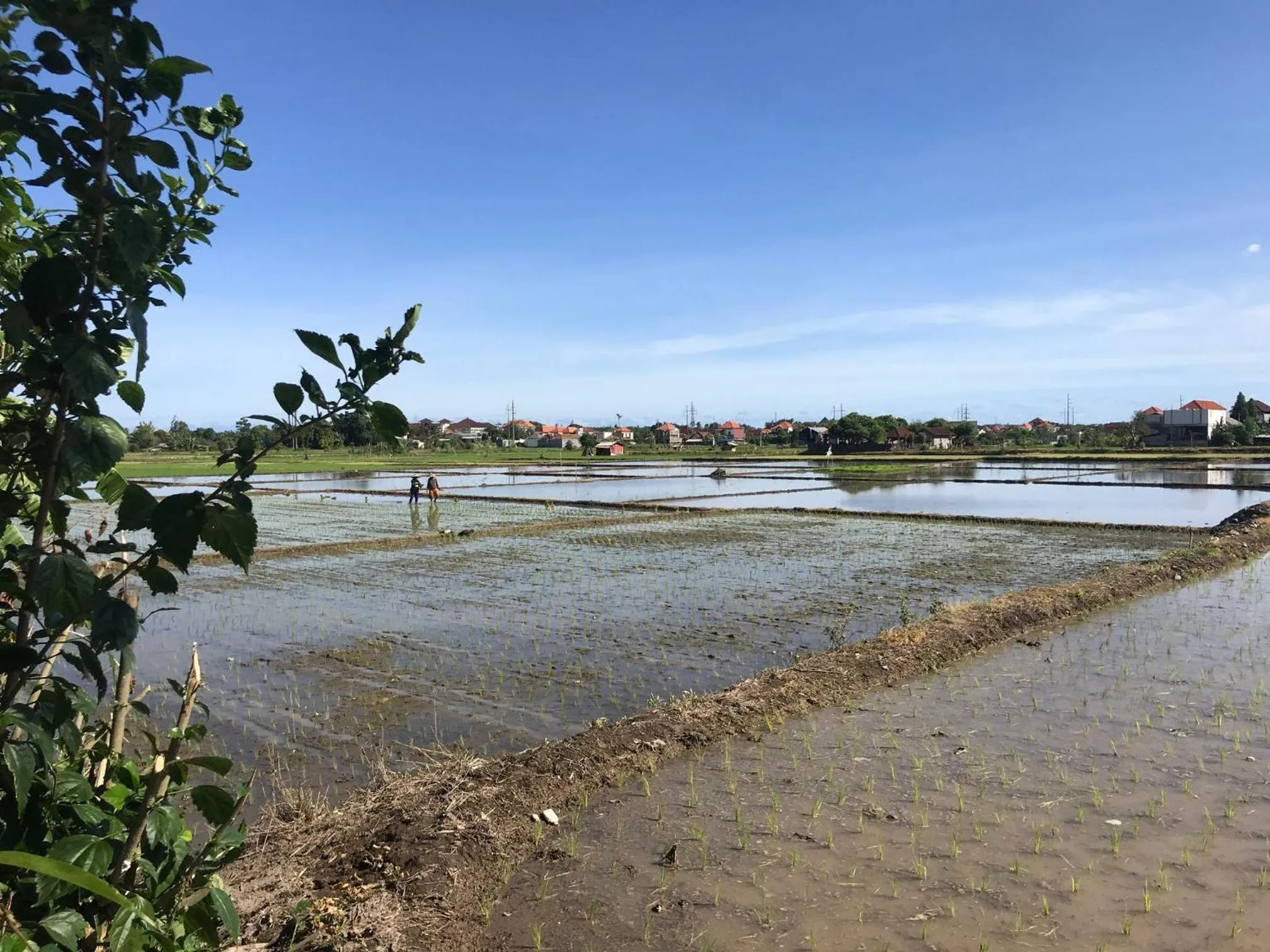 Natural landscape in Bali Eco Living Yoga Healing Meditation and Retreat Center