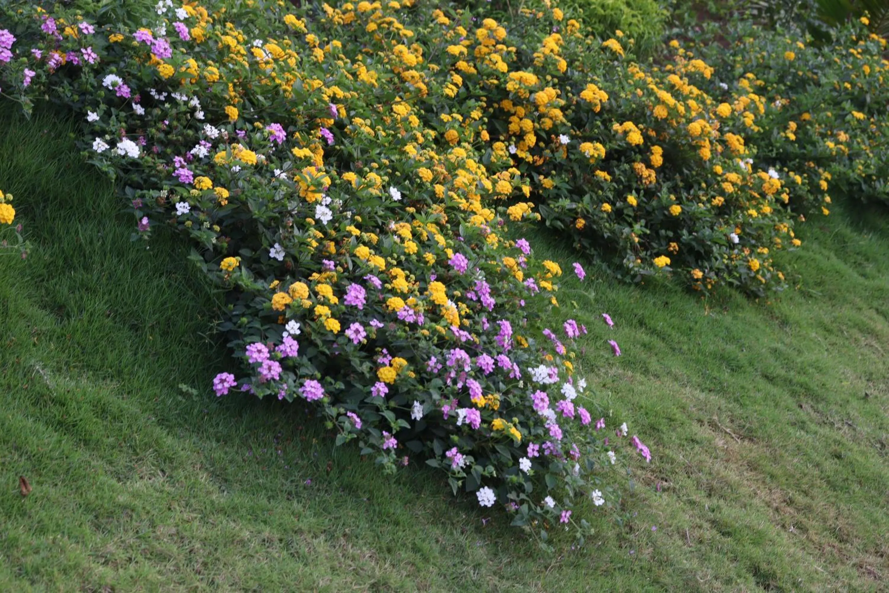 Garden view in Pleasant Hill Resort