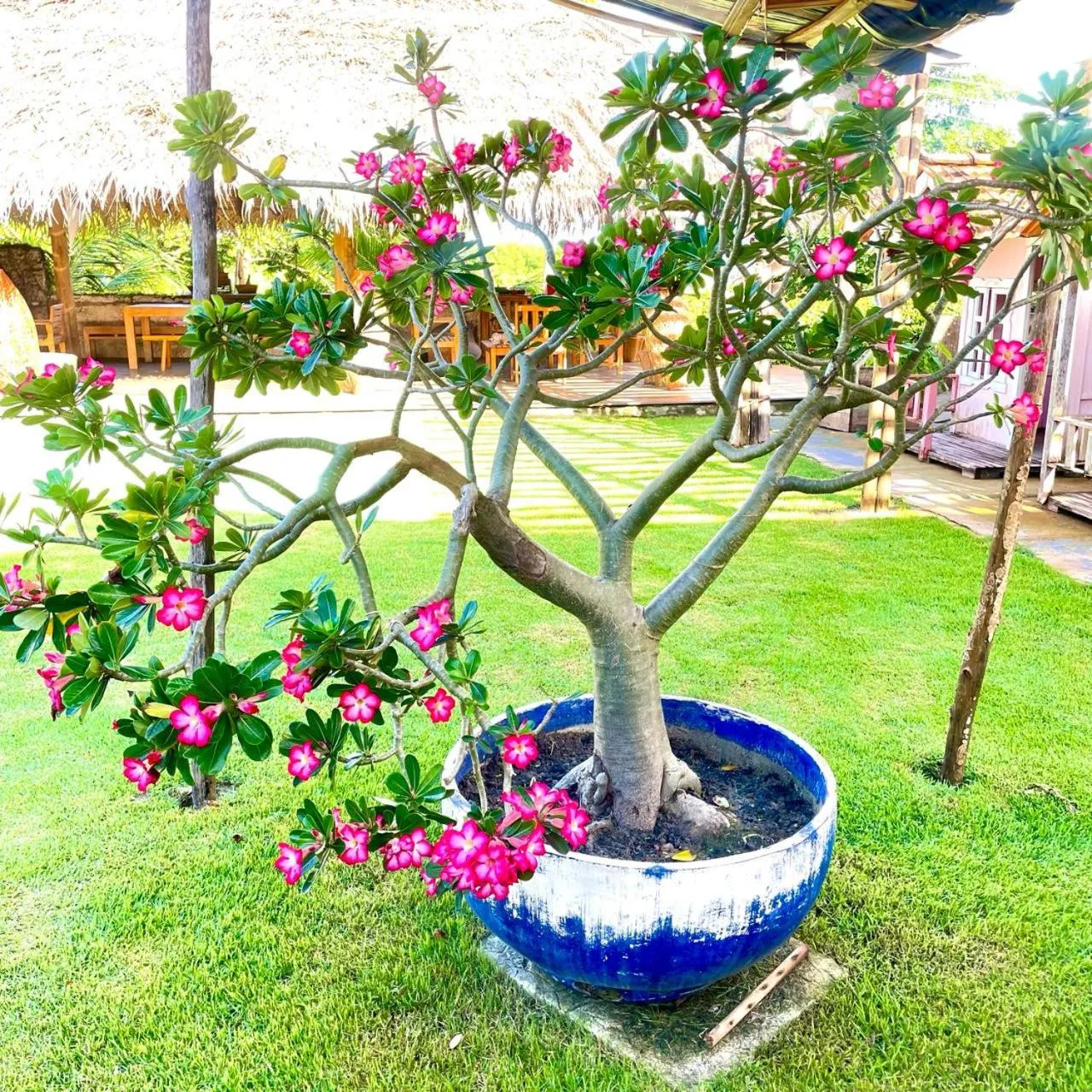 Hotel Salinopolis e kitepoint