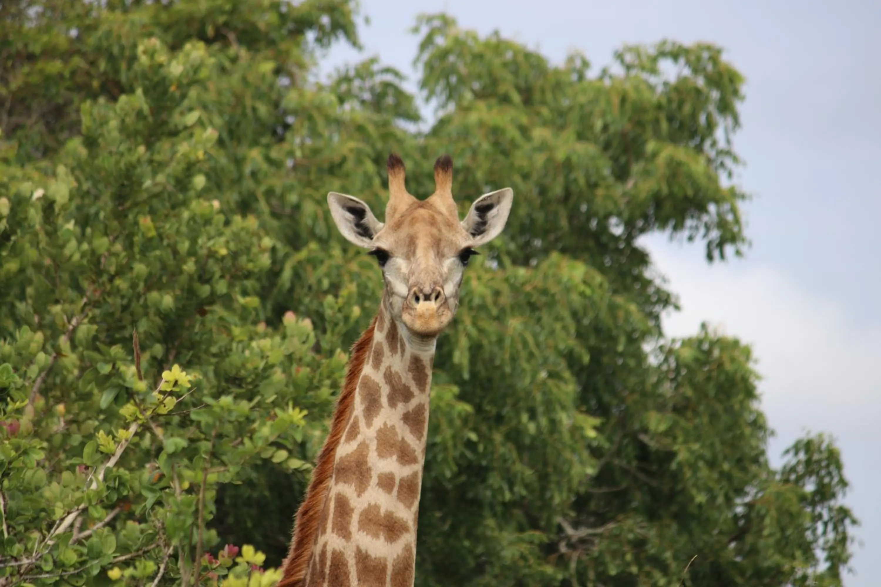 Montebelo Milibangalala Bay Resort