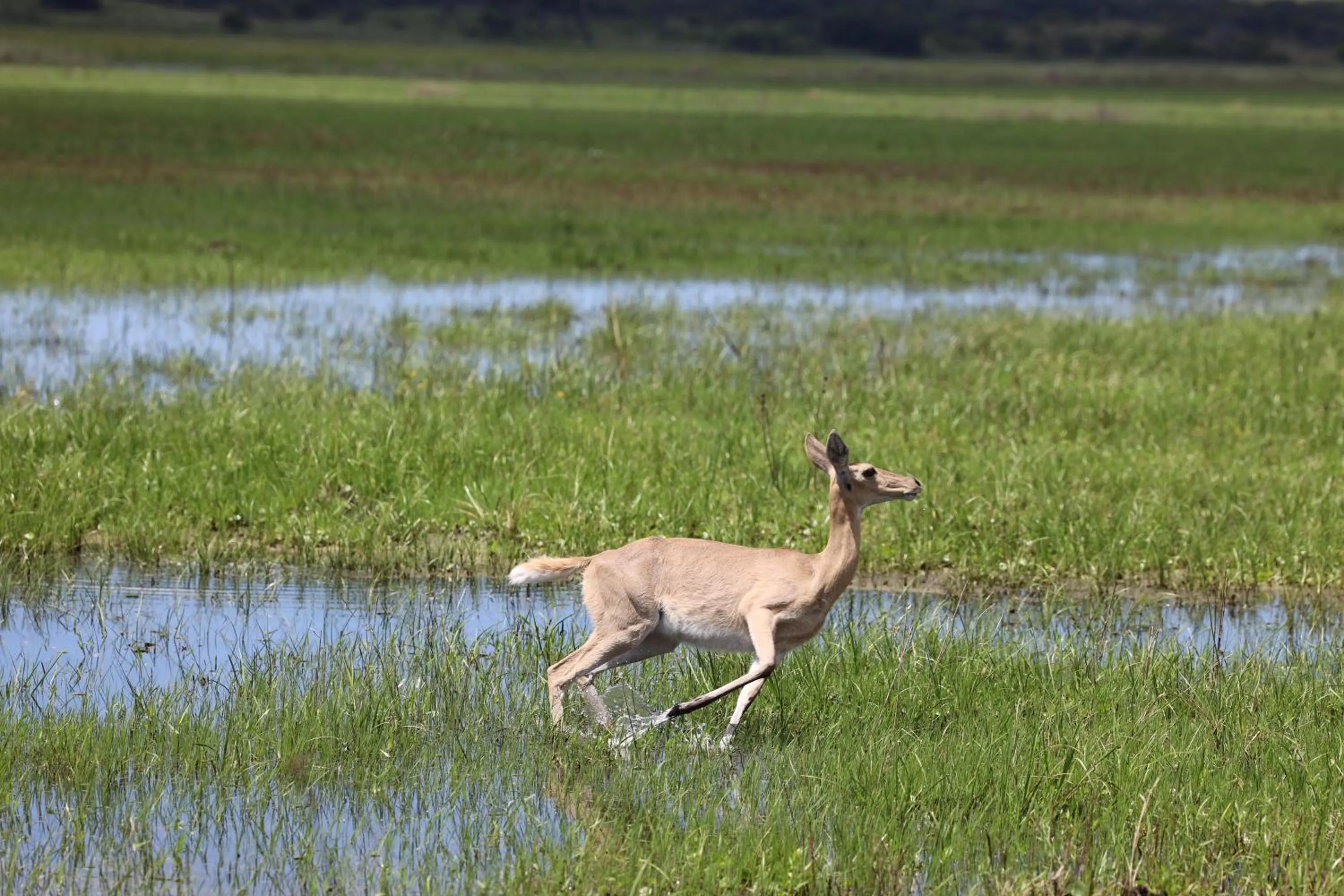 Montebelo Milibangalala Bay Resort