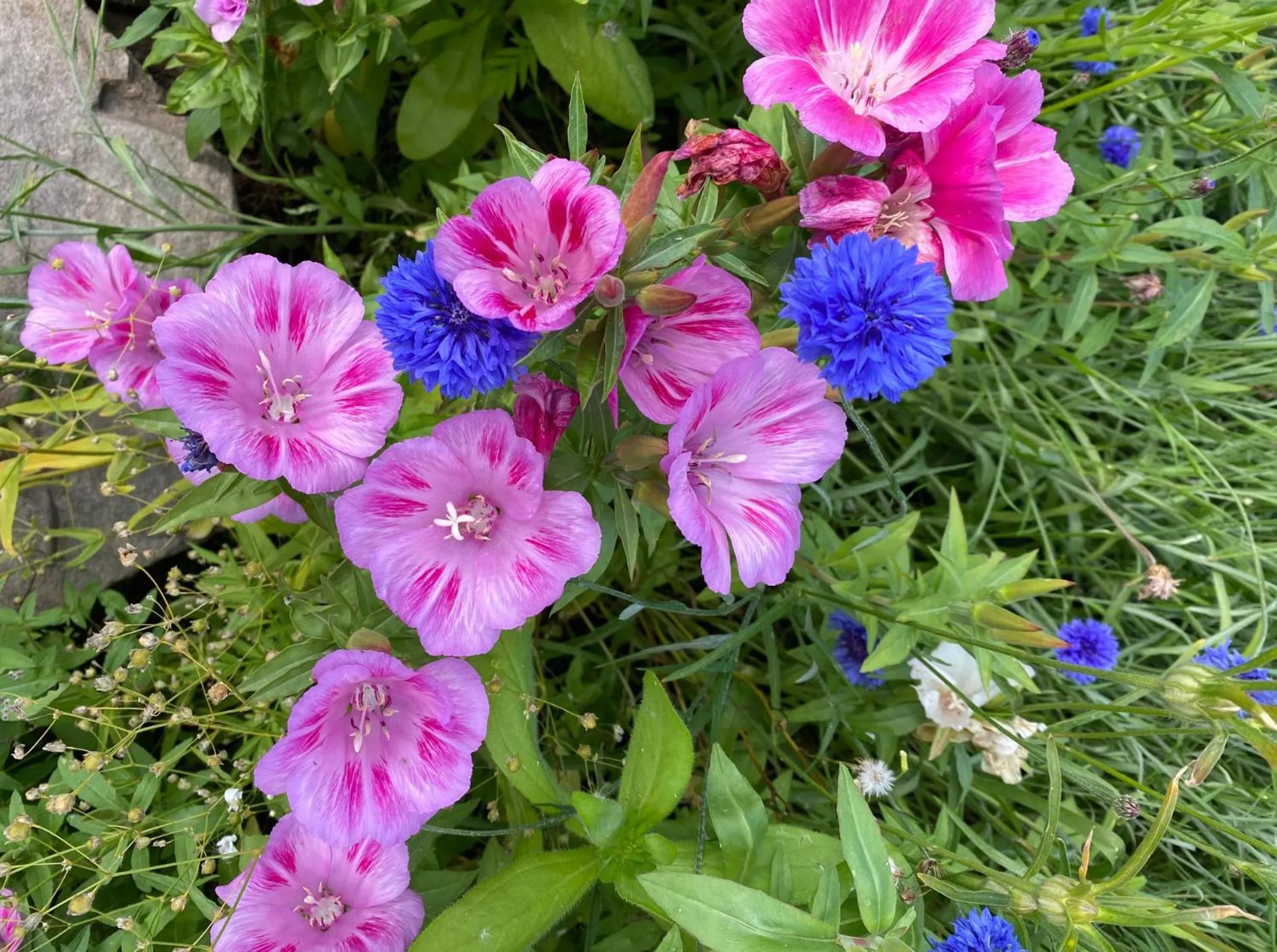 Garden in The Forge Bed & Breakfast