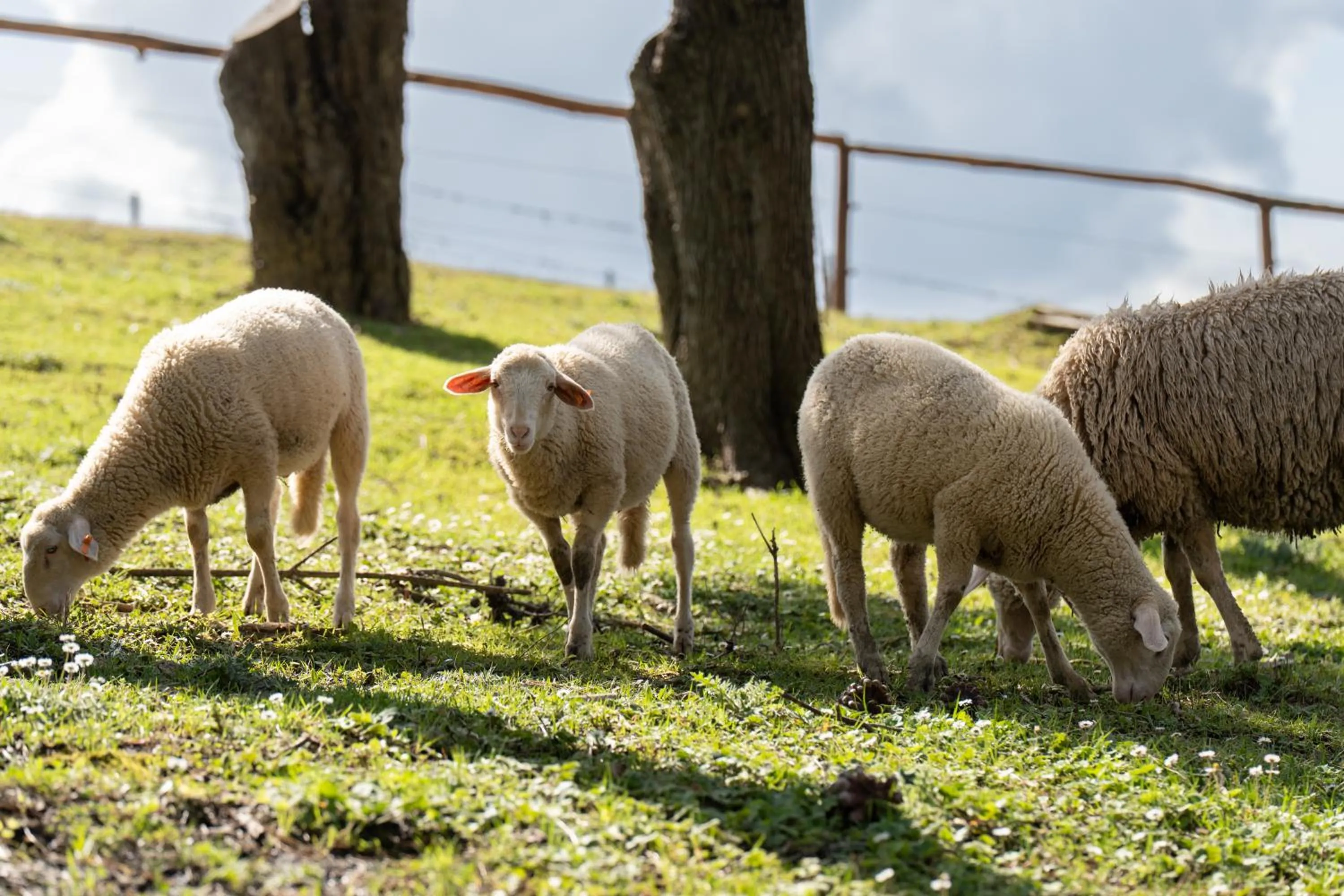 Animals in Villa Petriolo - Small Luxury Hotels of the World