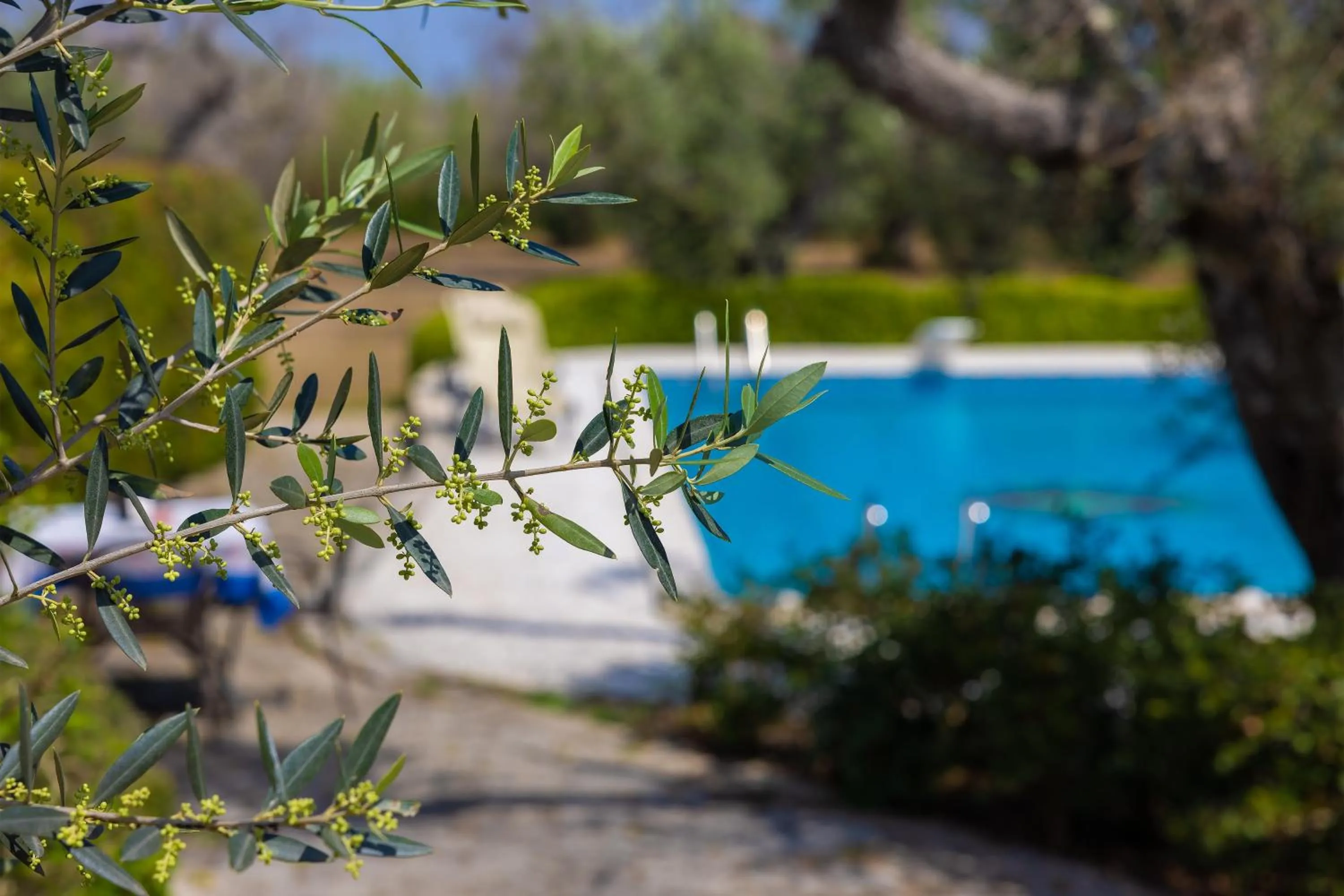 Pool view in Casa Ulmi con piscina