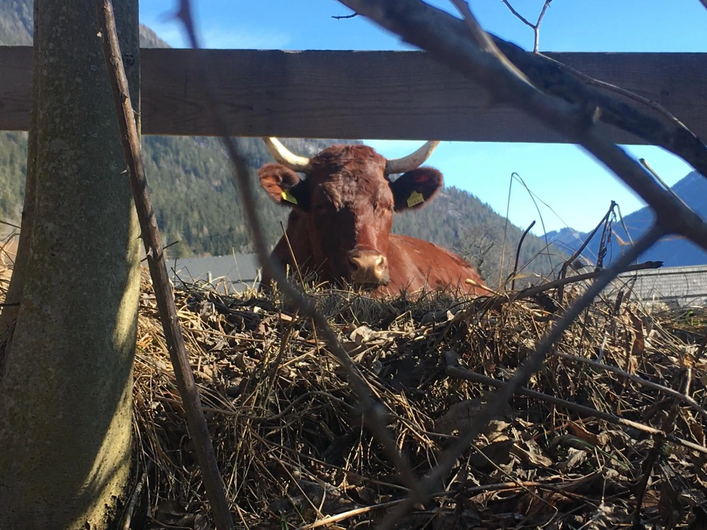 Animals in Hotel Neusacherhof