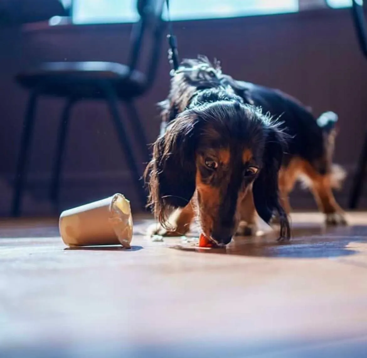 Pets in The Bournbrook Inn