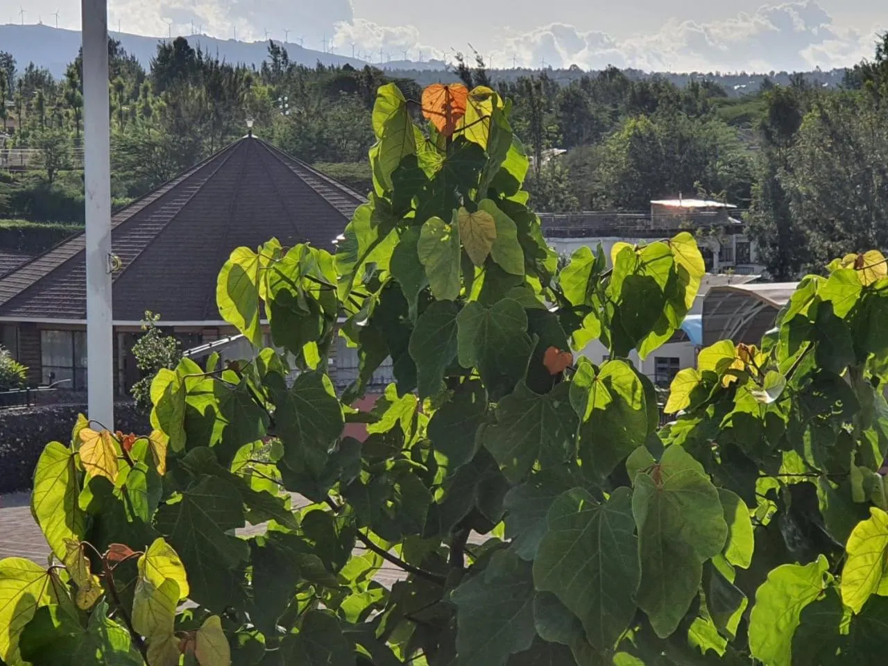Balcony/Terrace in Asyana Gardens