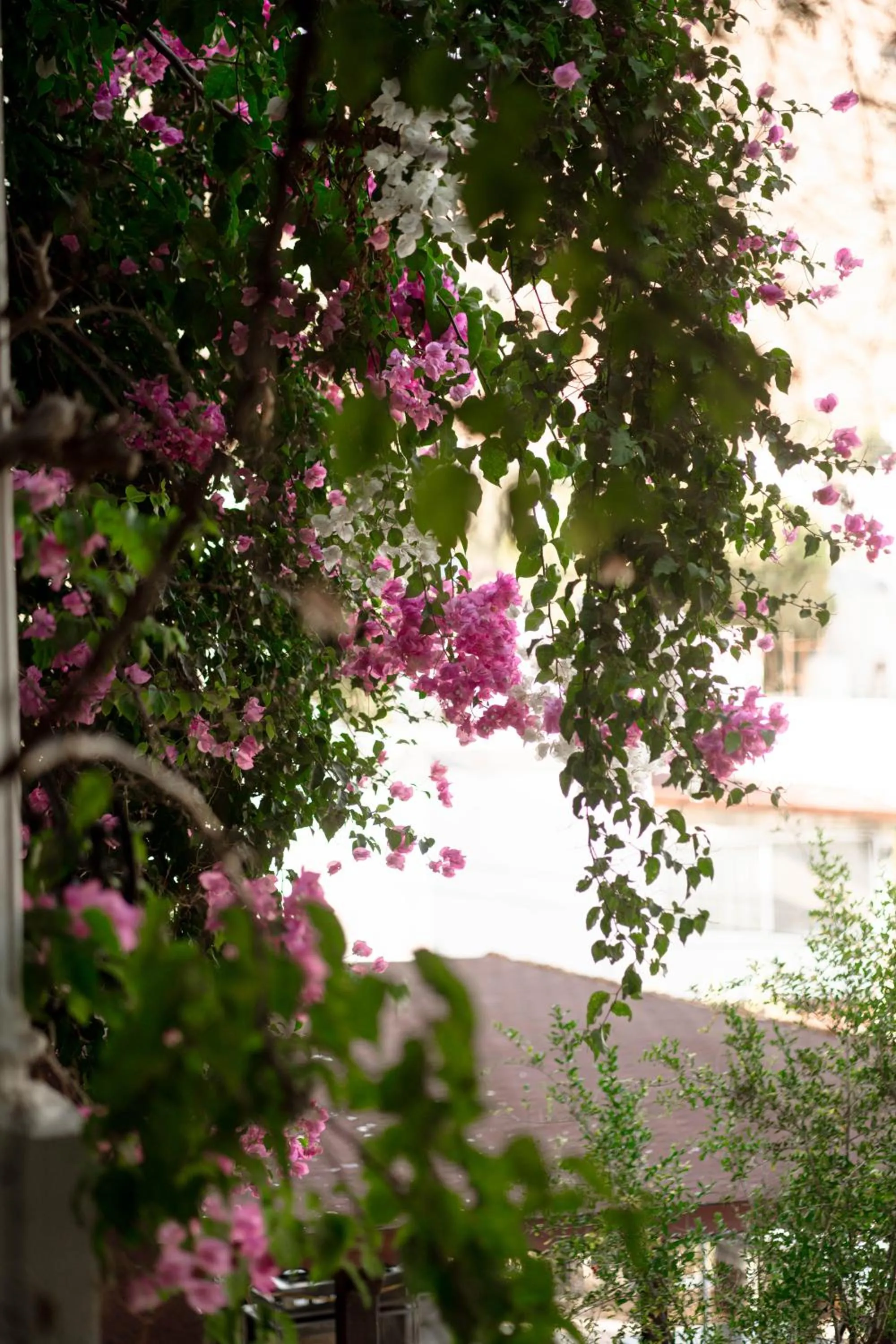 Property building in Mare Garden Hotel