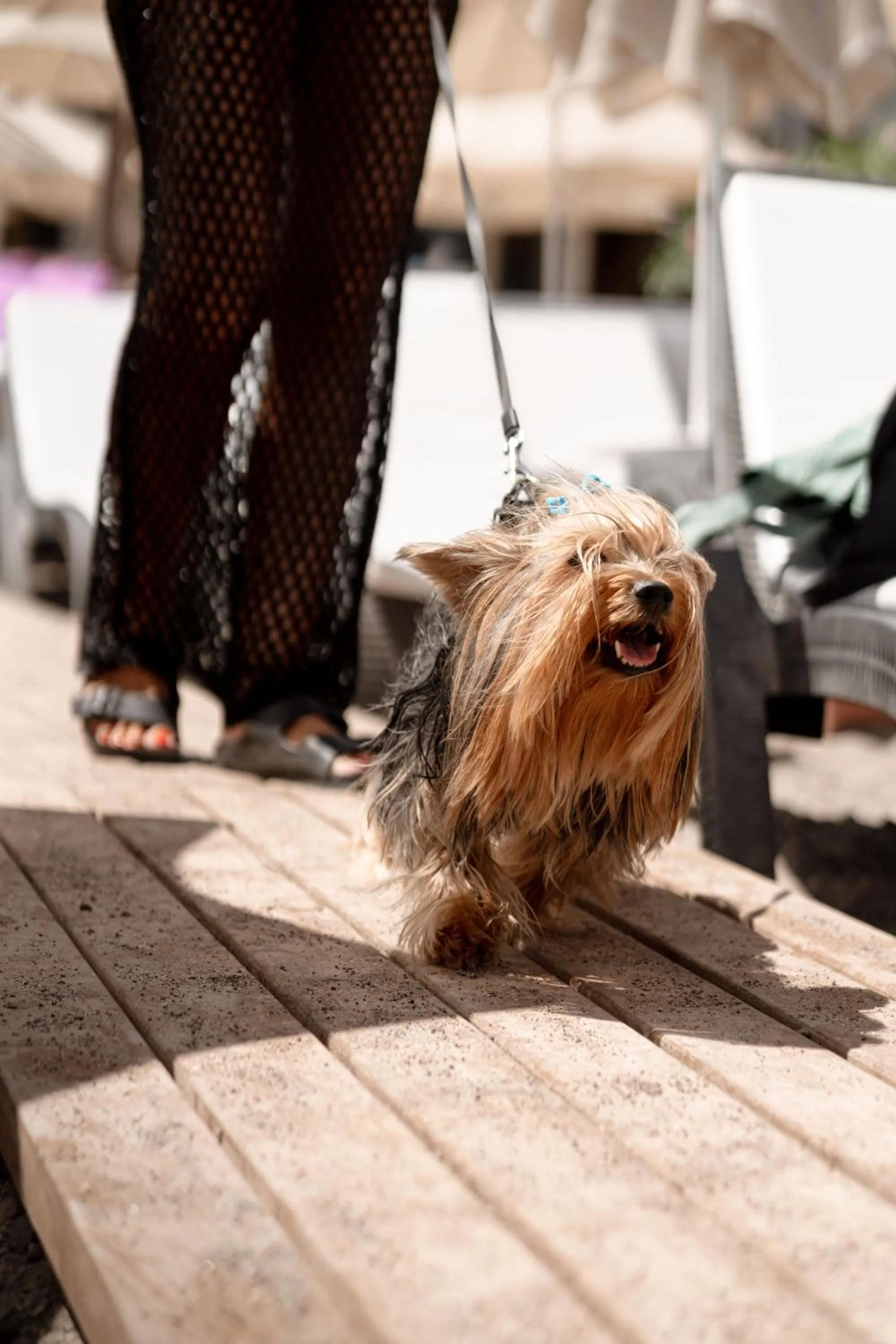 pet friendly in Mare Garden Hotel