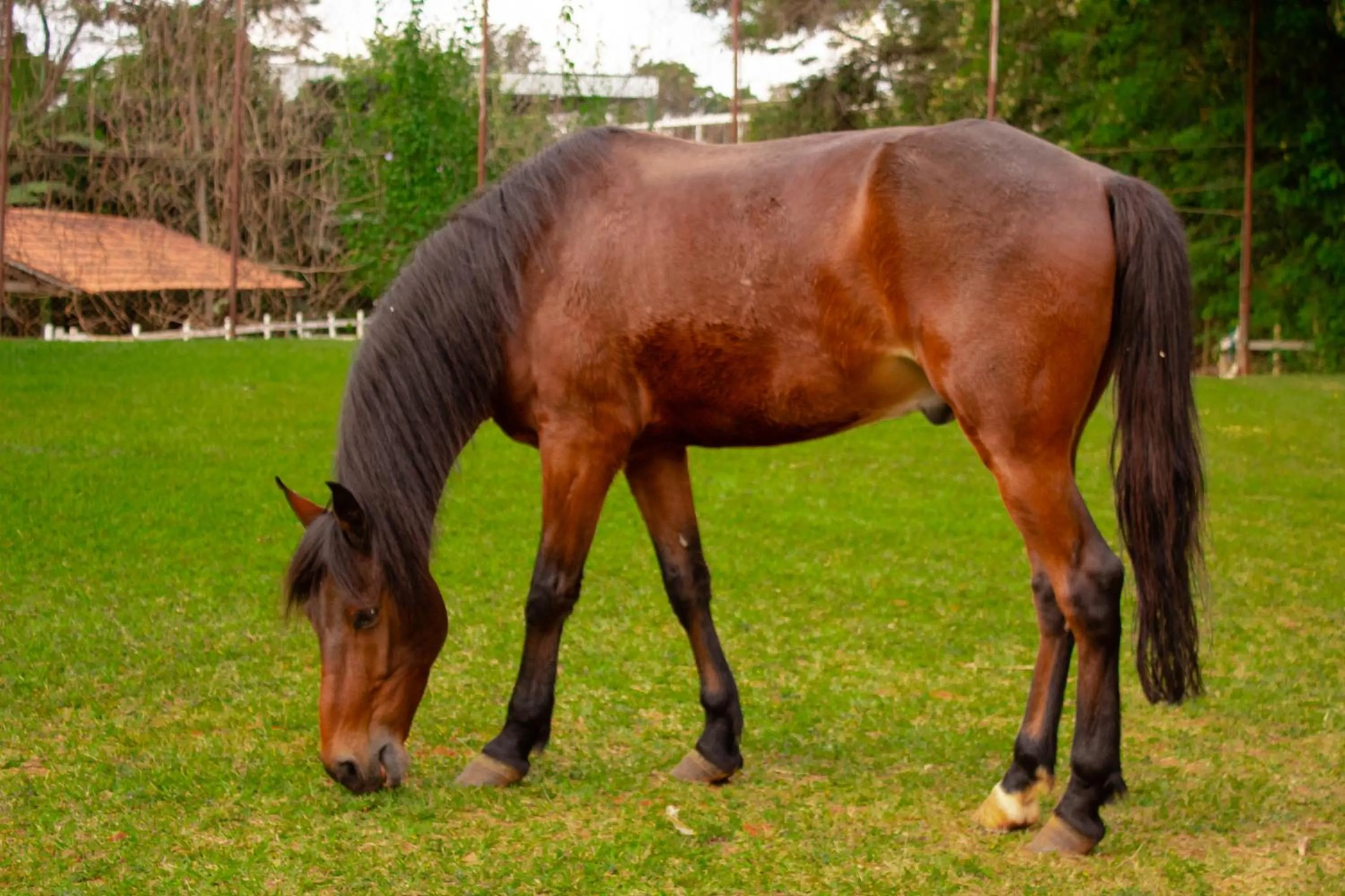 Animals in Hotel Fazenda Vale Amanhecer