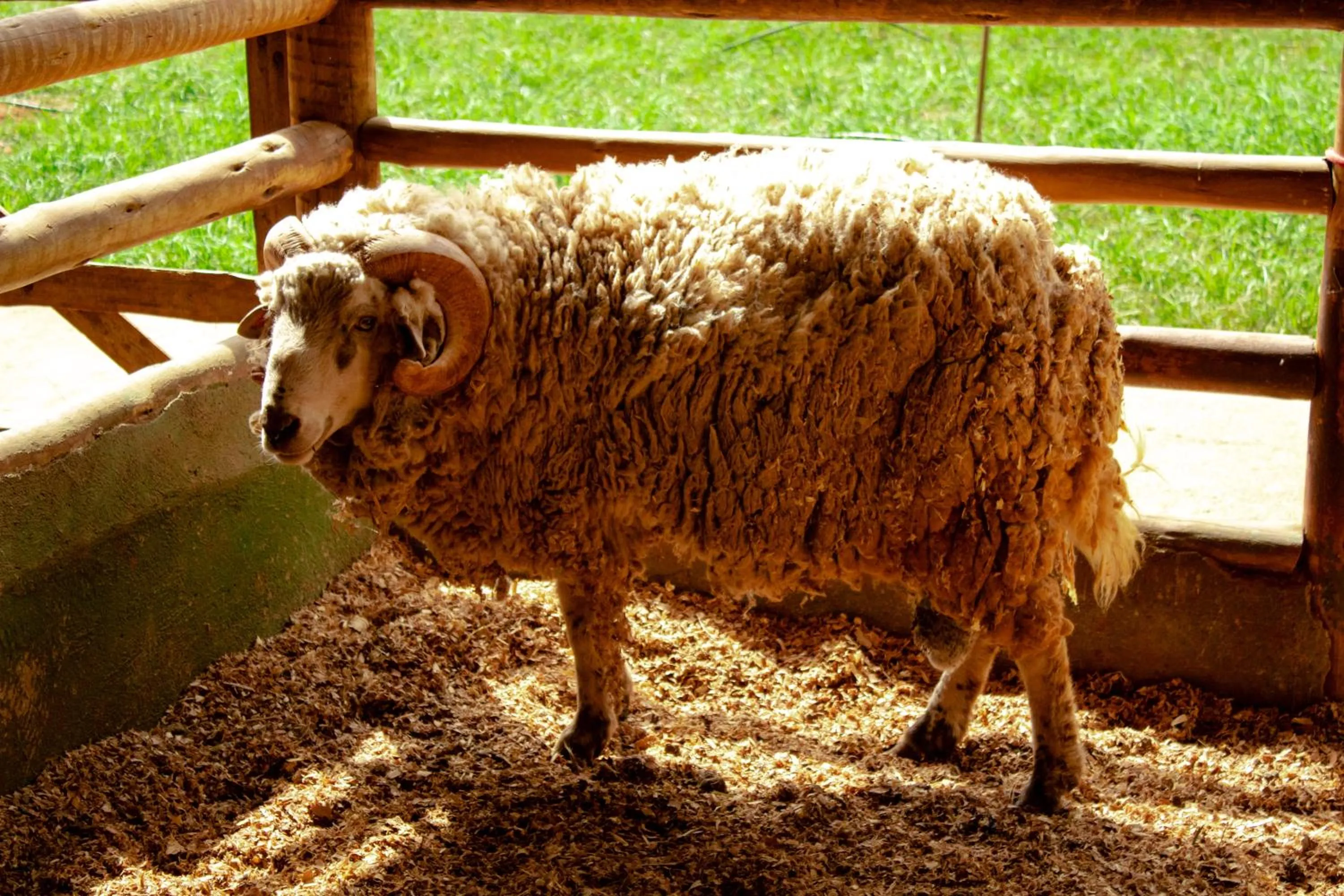 Animals in Hotel Fazenda Vale Amanhecer