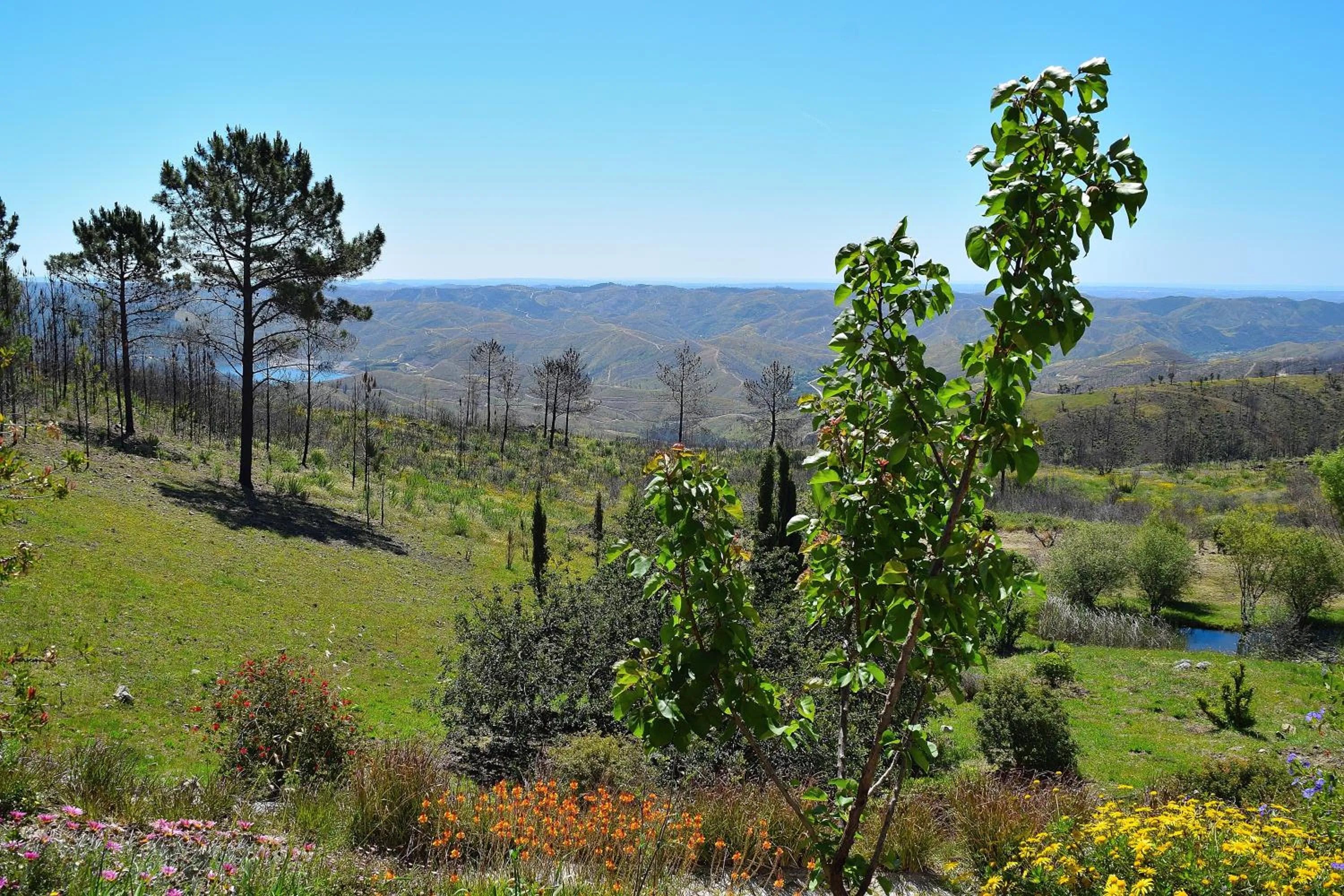 Spring in B&B Quinta O Ninho