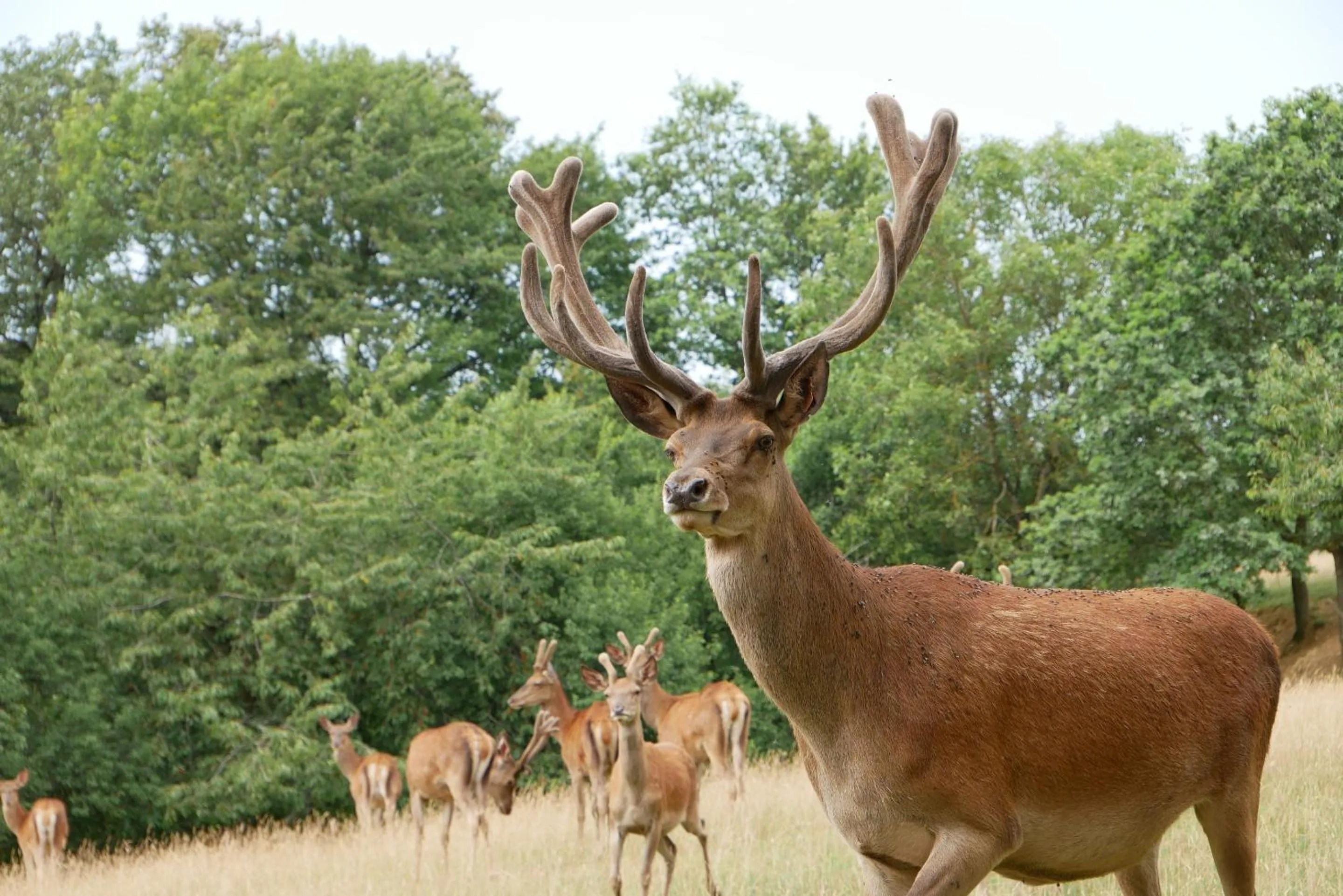 Property building in Au Domaine du Cerf