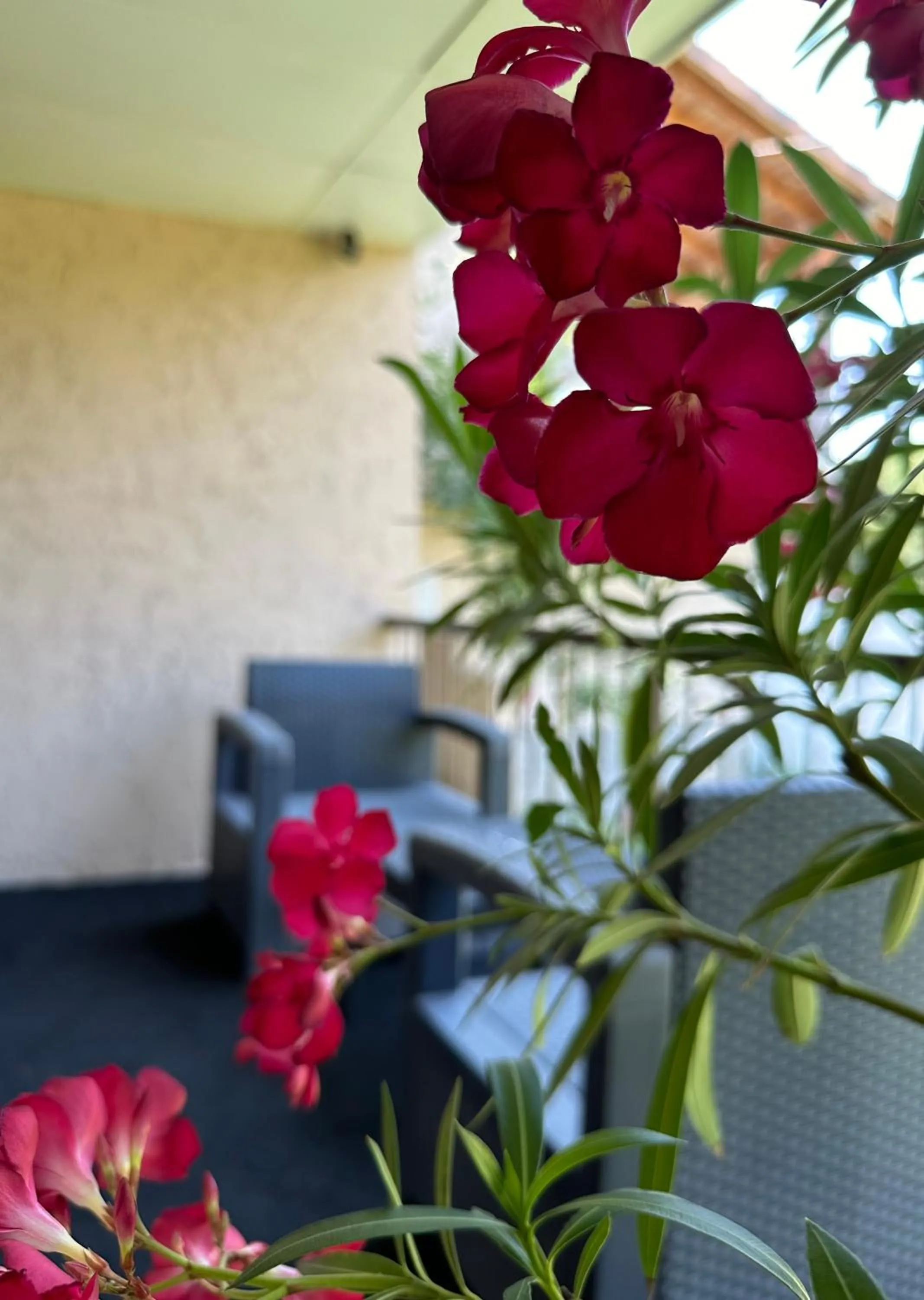 Garden view in Le Mas d'Estello