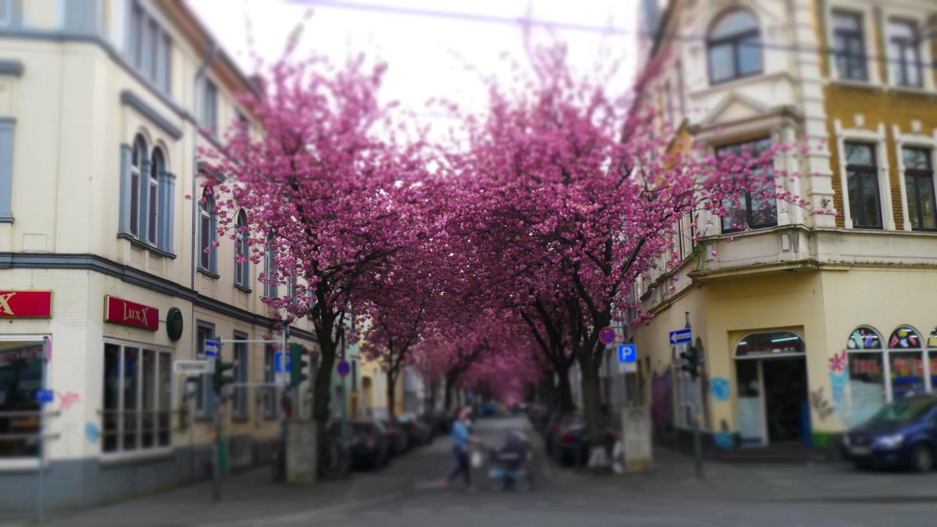 Spring in Hotel Mercedes City