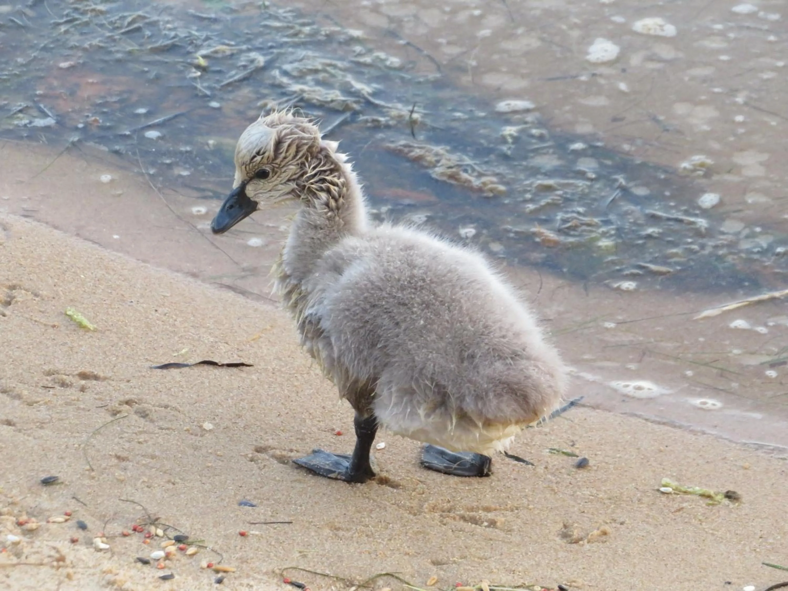 Animals in Lakes Entrance Waterfront Cottages with King Beds