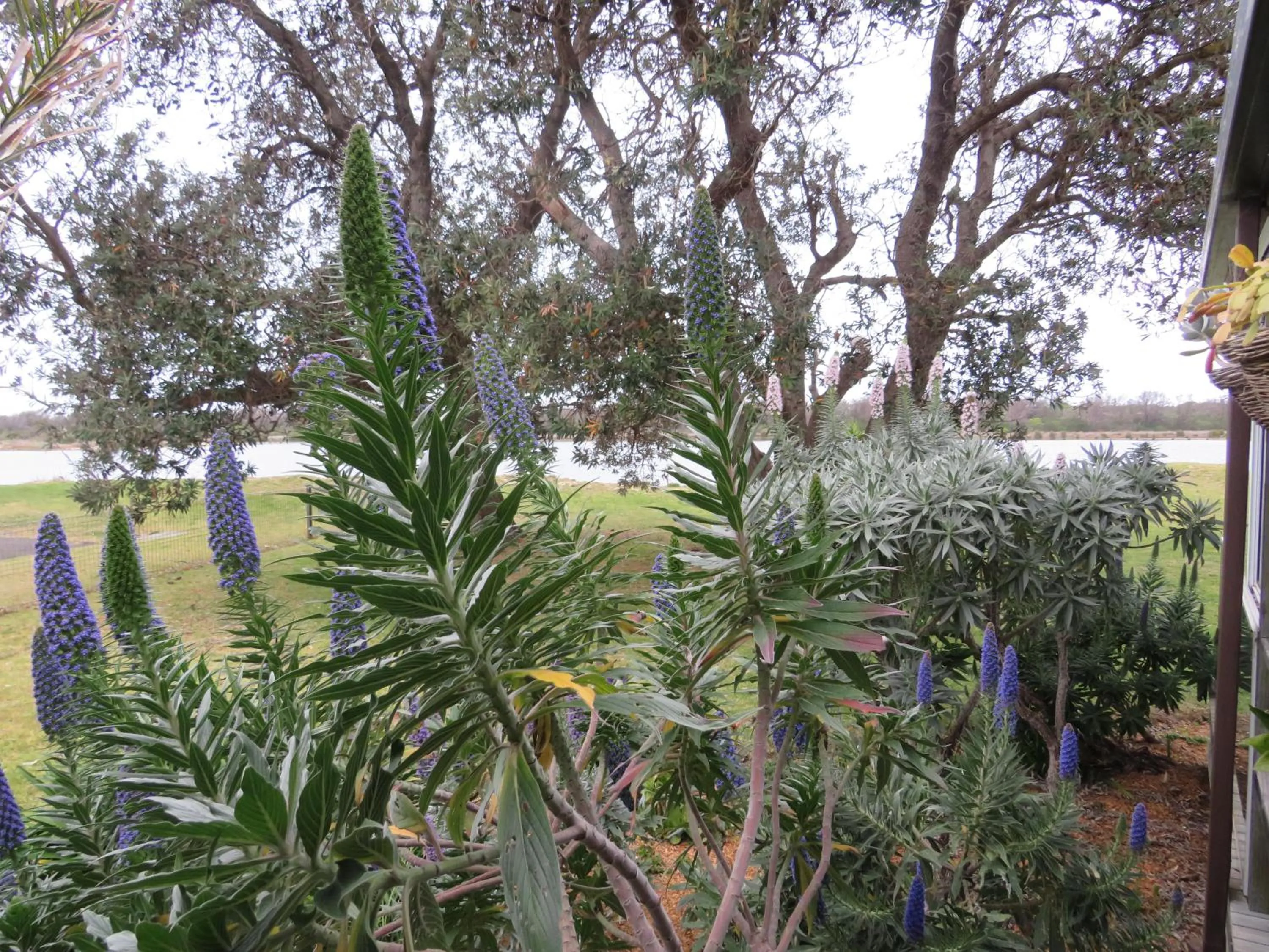 Garden in Lakes Entrance Waterfront Cottages with King Beds