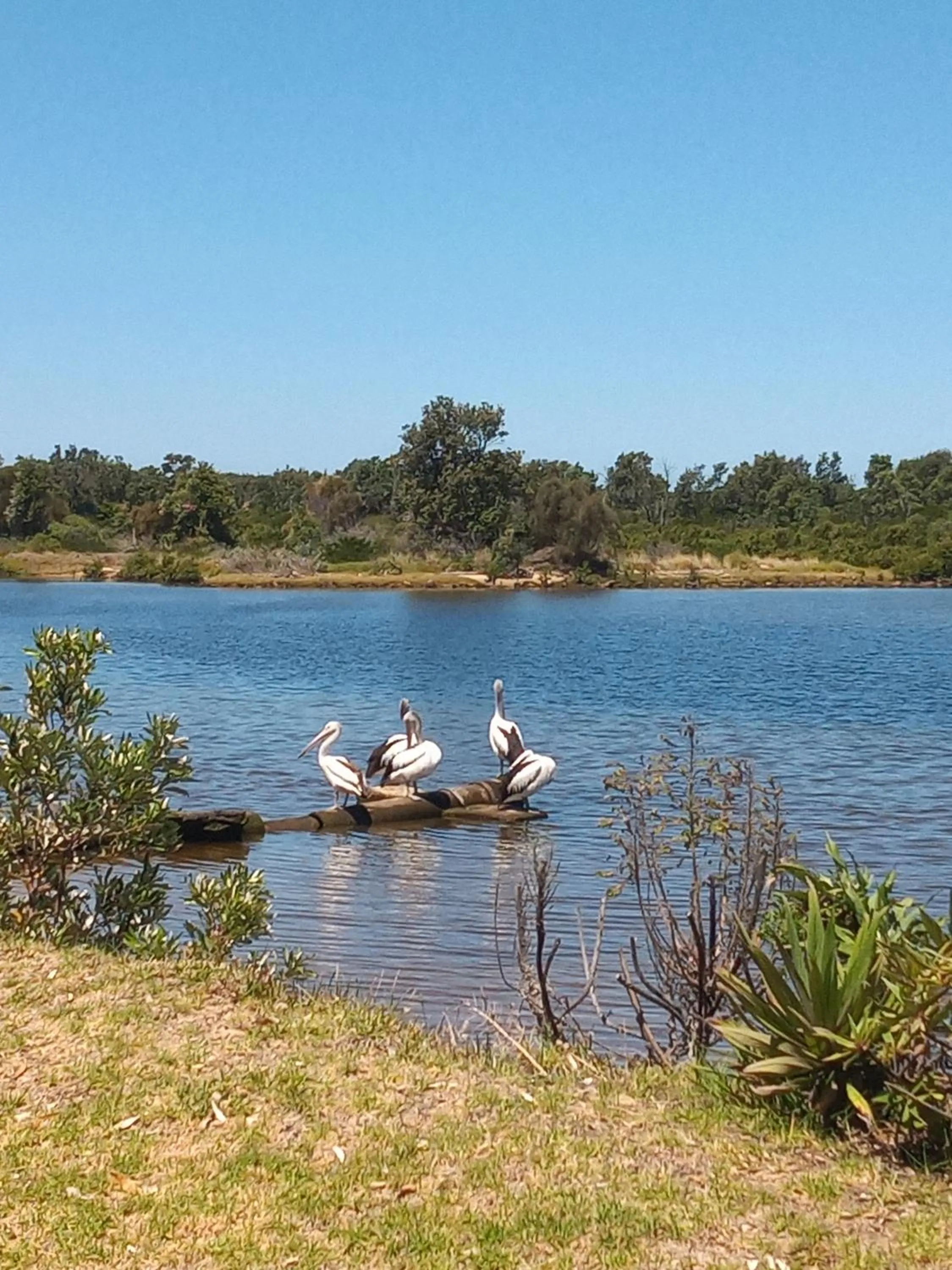 Natural landscape in Lakes Entrance Waterfront Cottages with King Beds