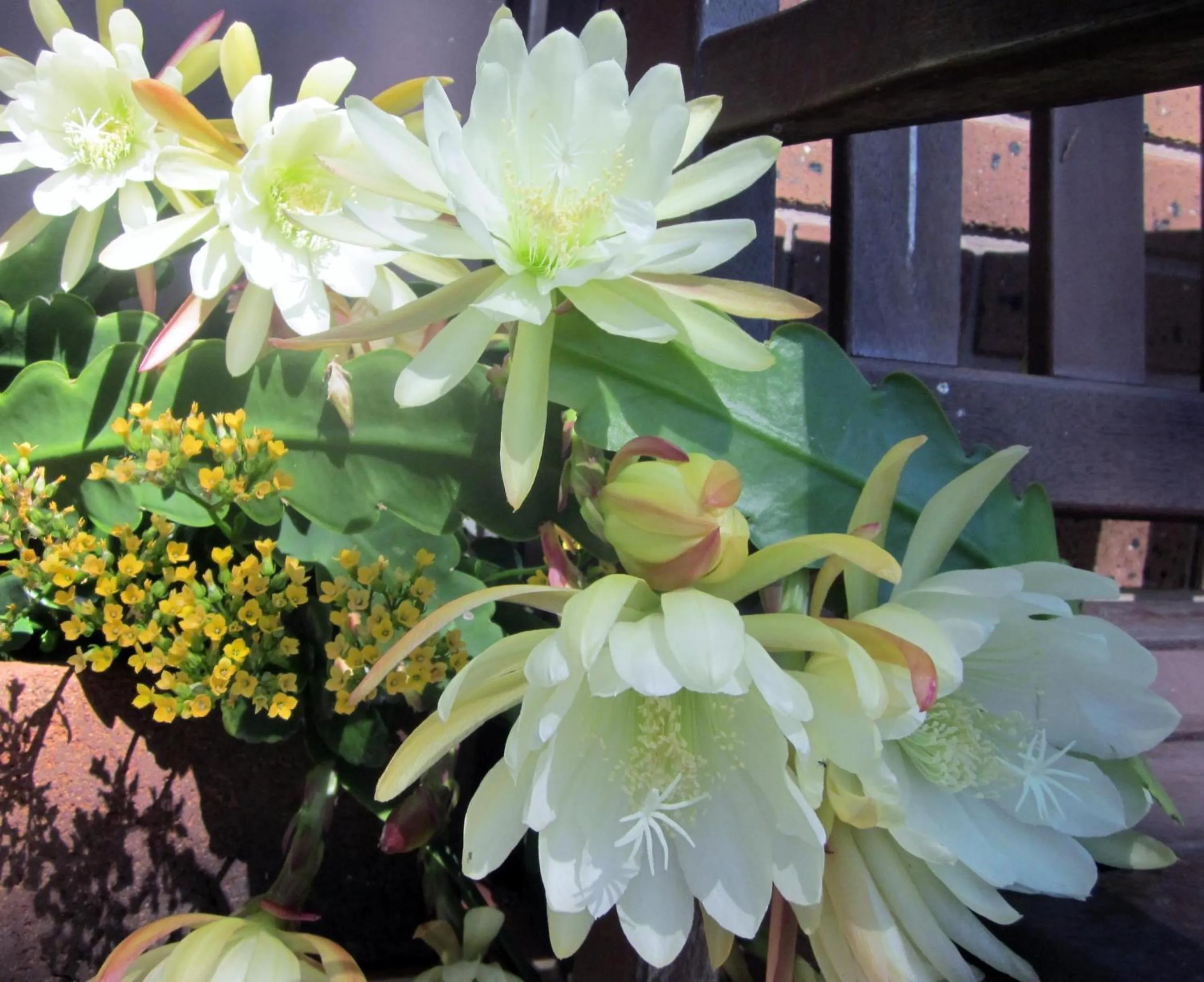 Garden in Lakes Entrance Waterfront Cottages with King Beds