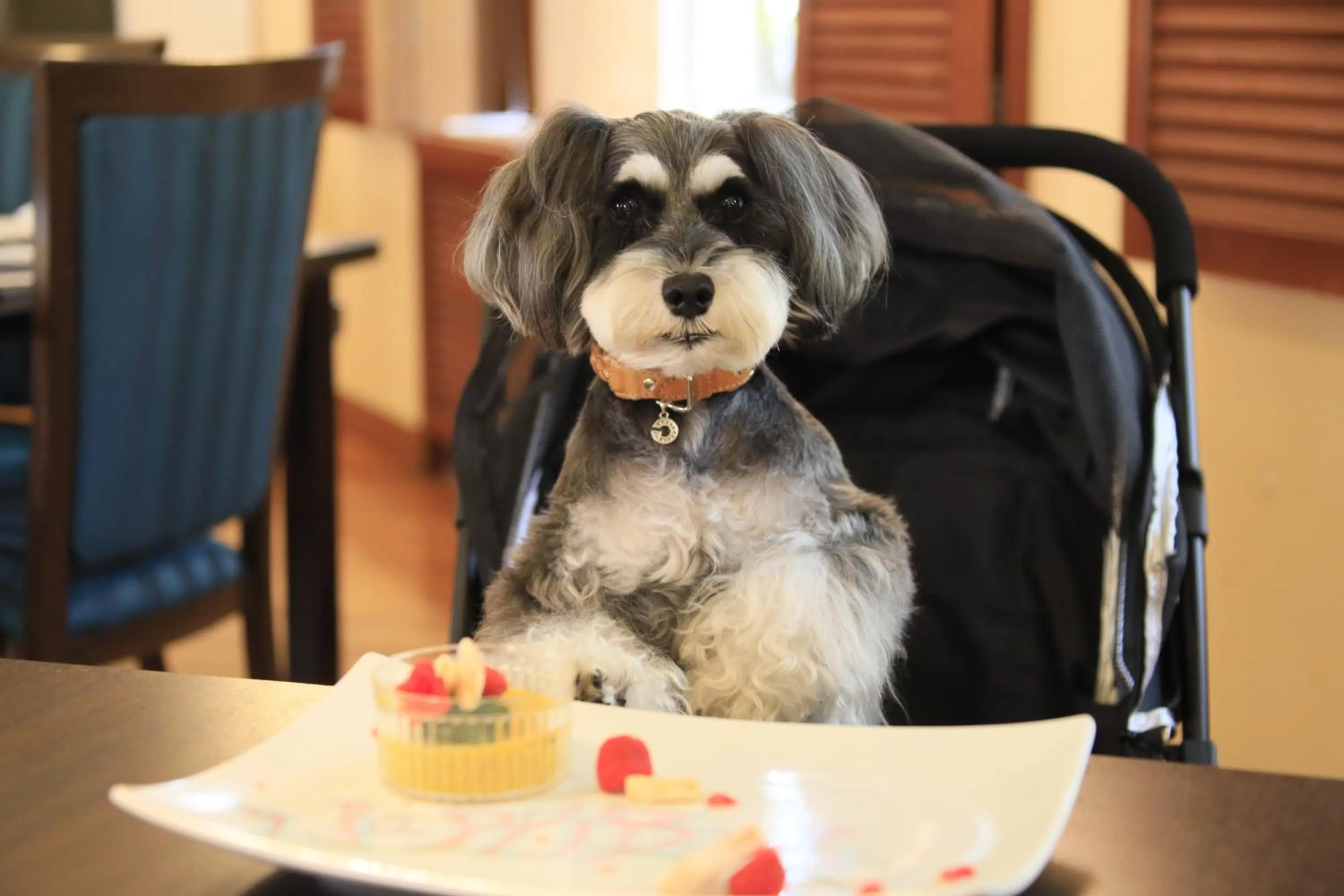 Restaurant/places to eat in Yutorelo Tateshina Hotel with DOGS