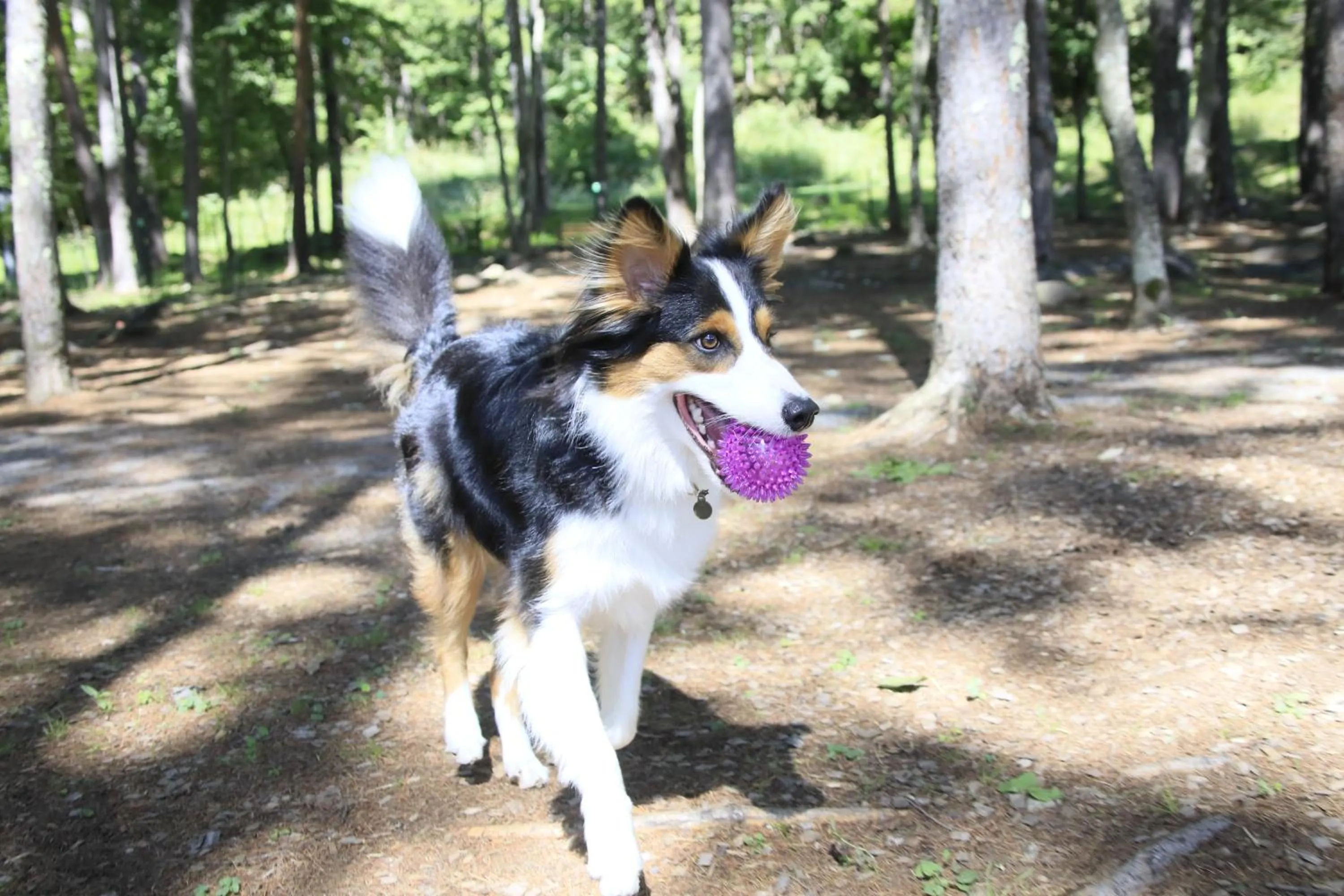 Garden in Yutorelo Tateshina Hotel with DOGS