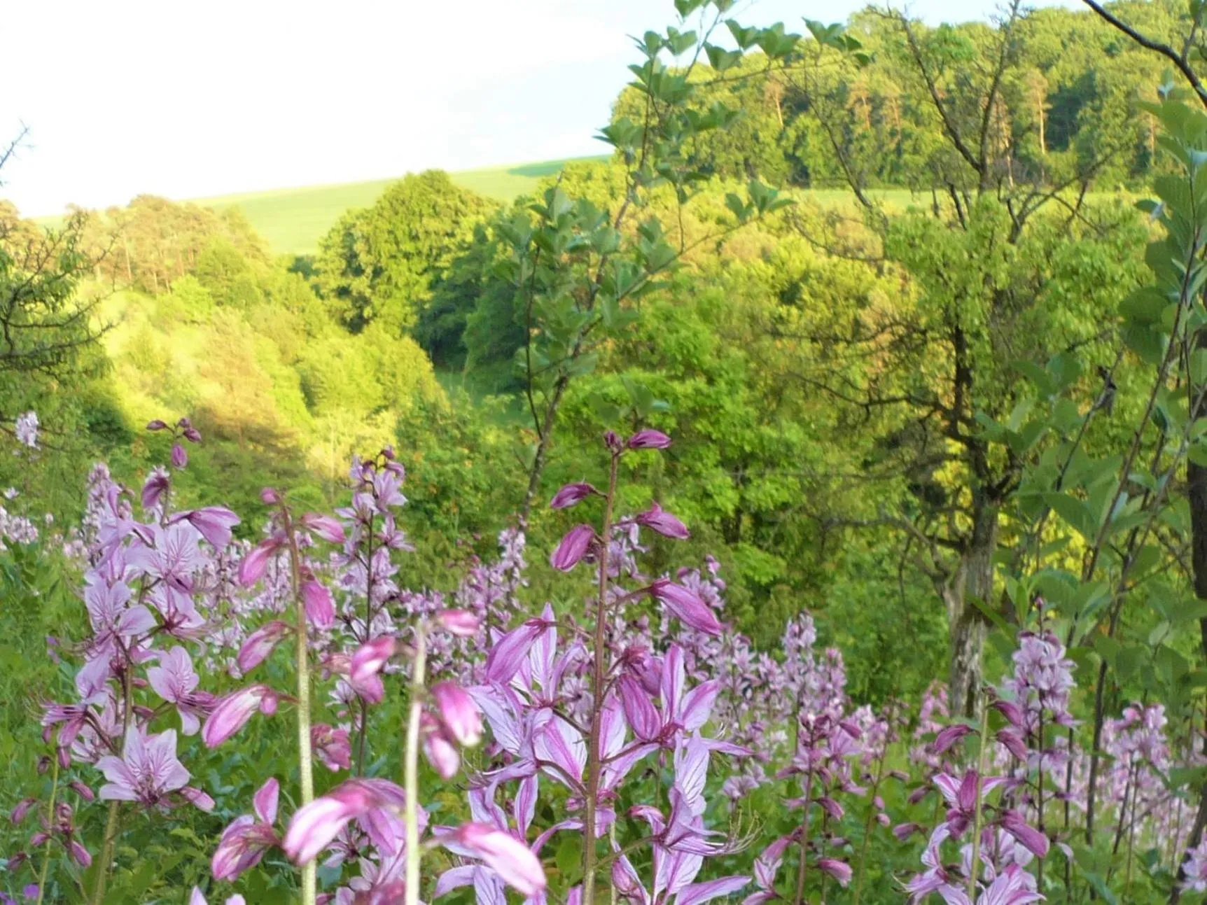Natural landscape in Gasthaus & Hotel Drei Lilien