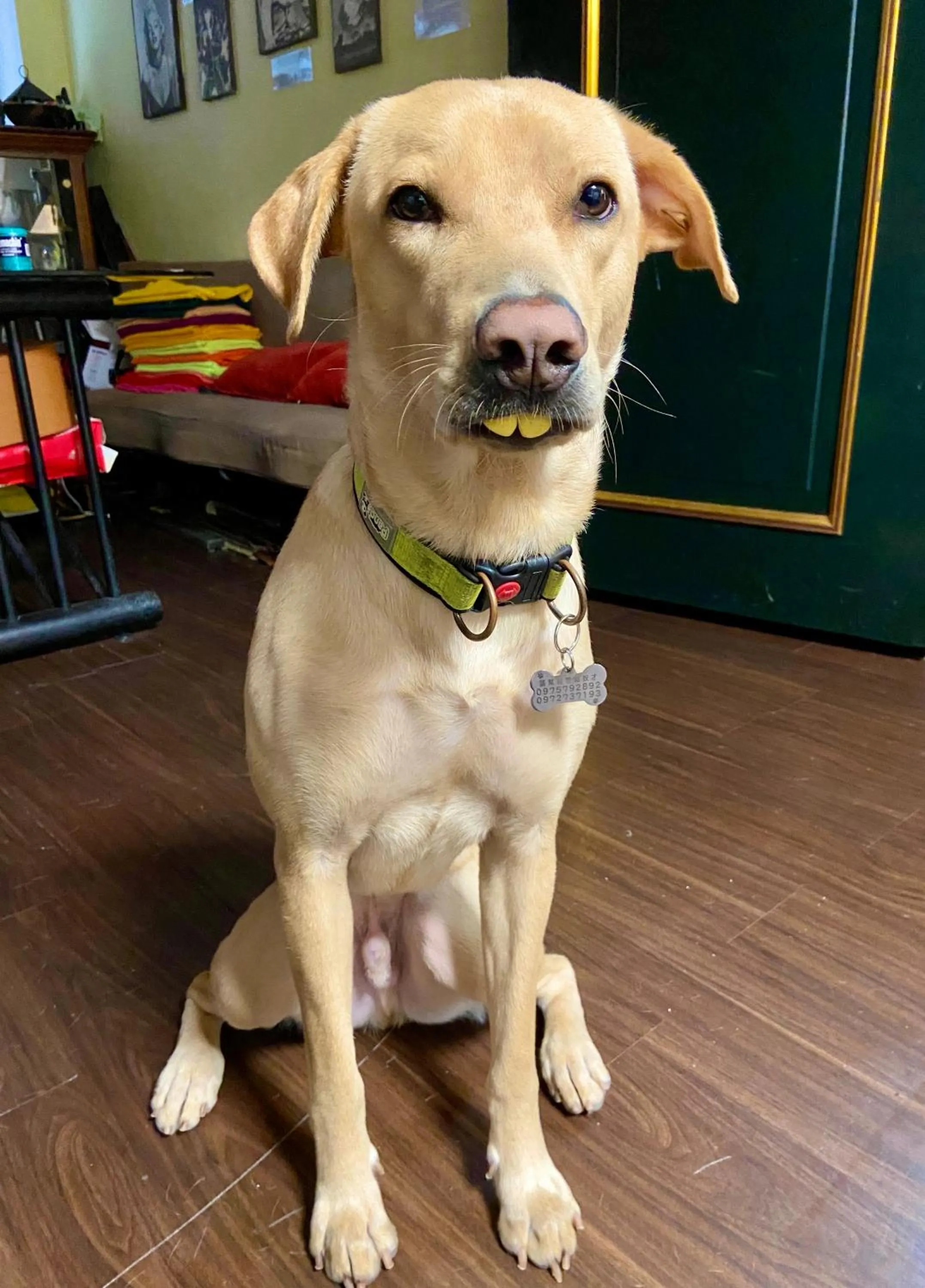 Pets in Taipei Triple Tiger Inn