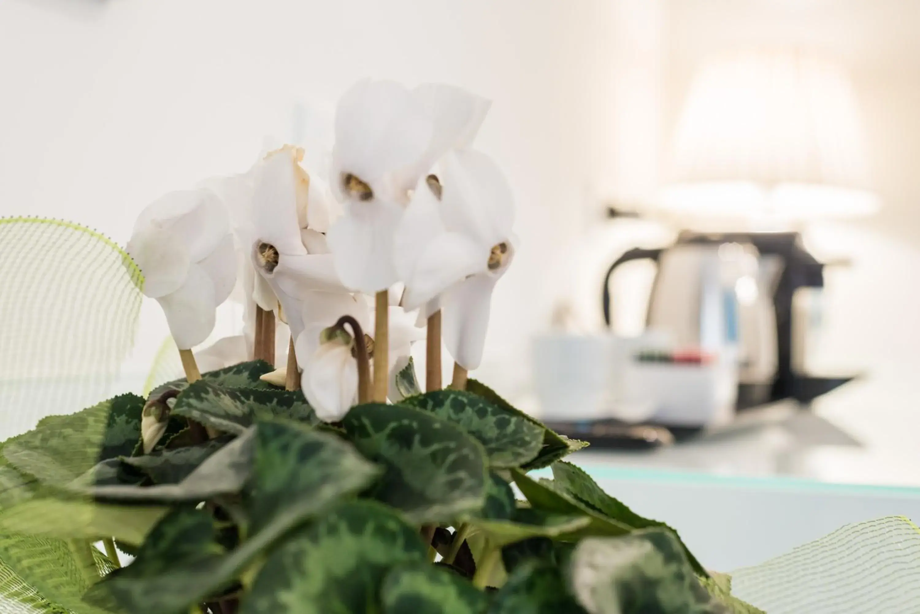 Superior Double or Twin Room in Napoliving Superior Double or Twin Room in Napoliving