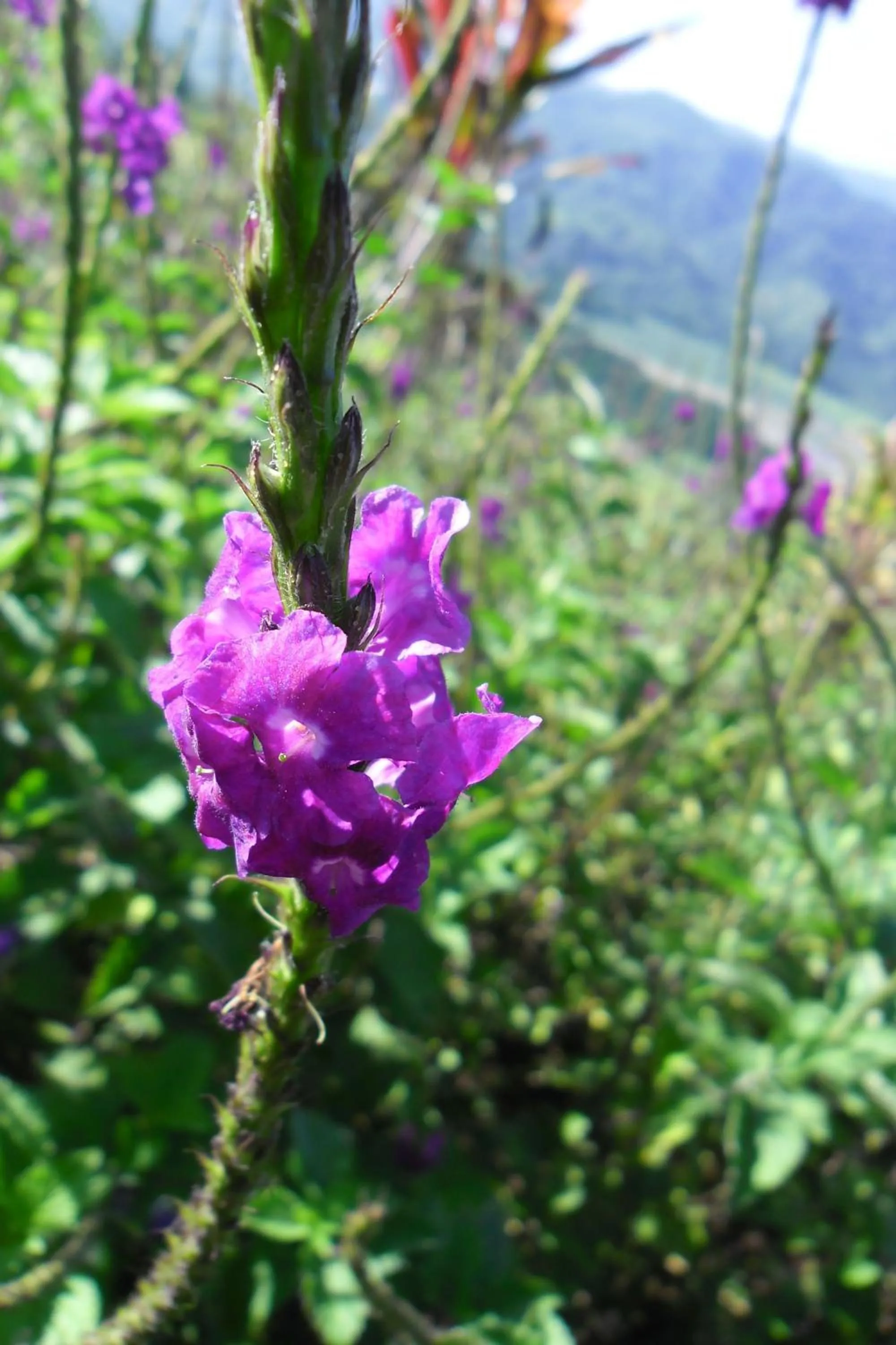 Garden in Rinconcito Verde