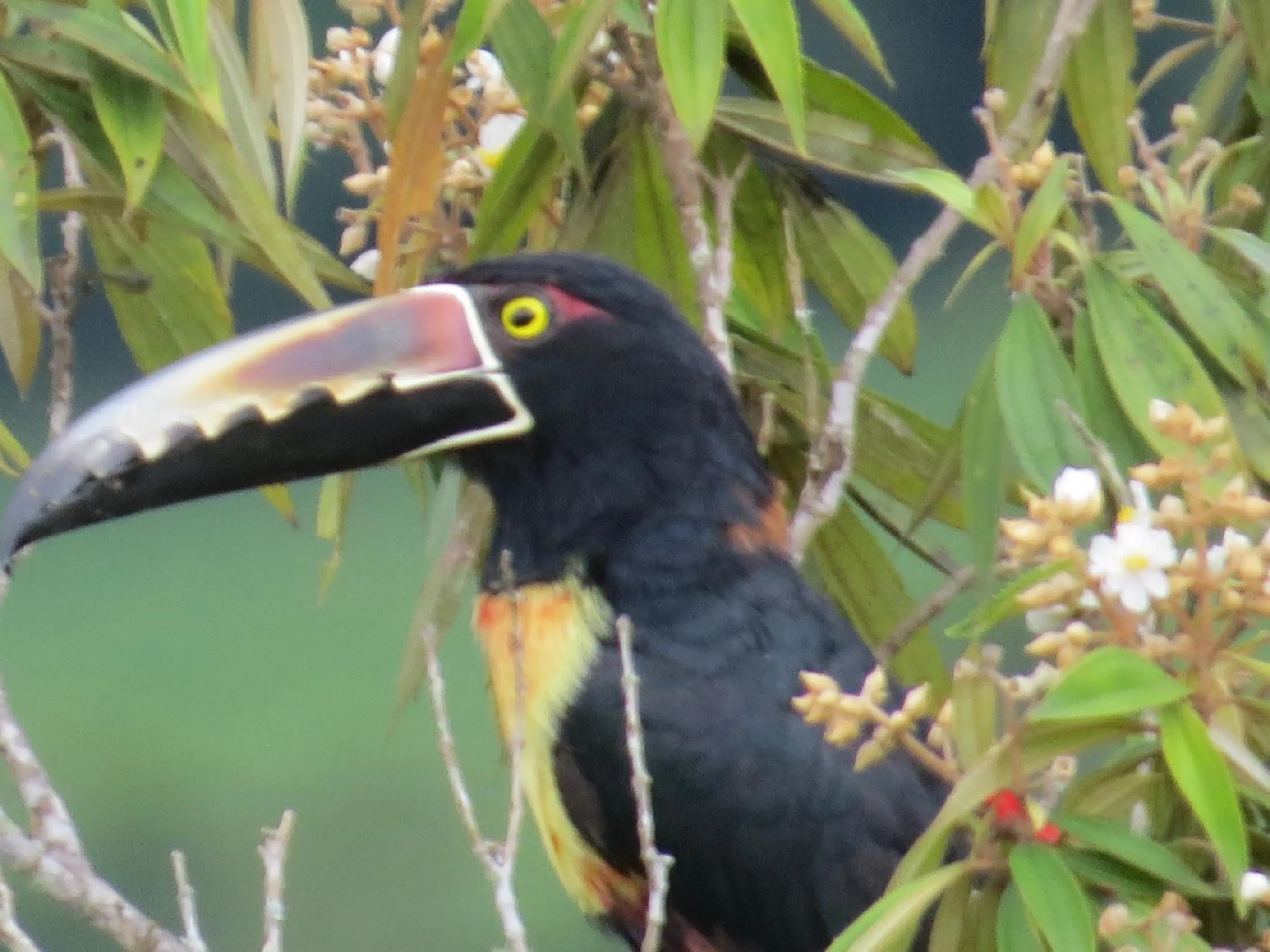 Garden in Rinconcito Verde