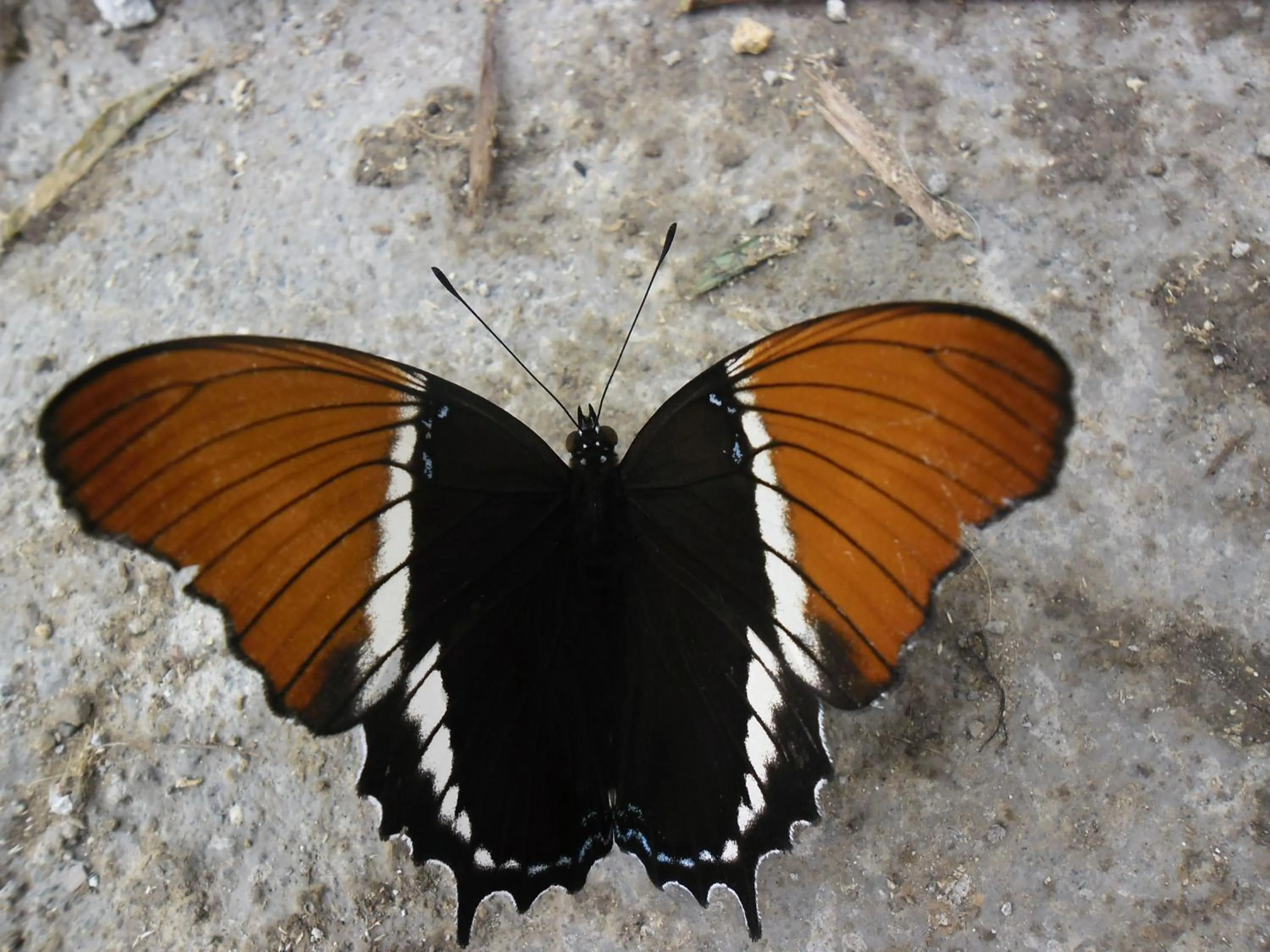 Garden in Rinconcito Verde