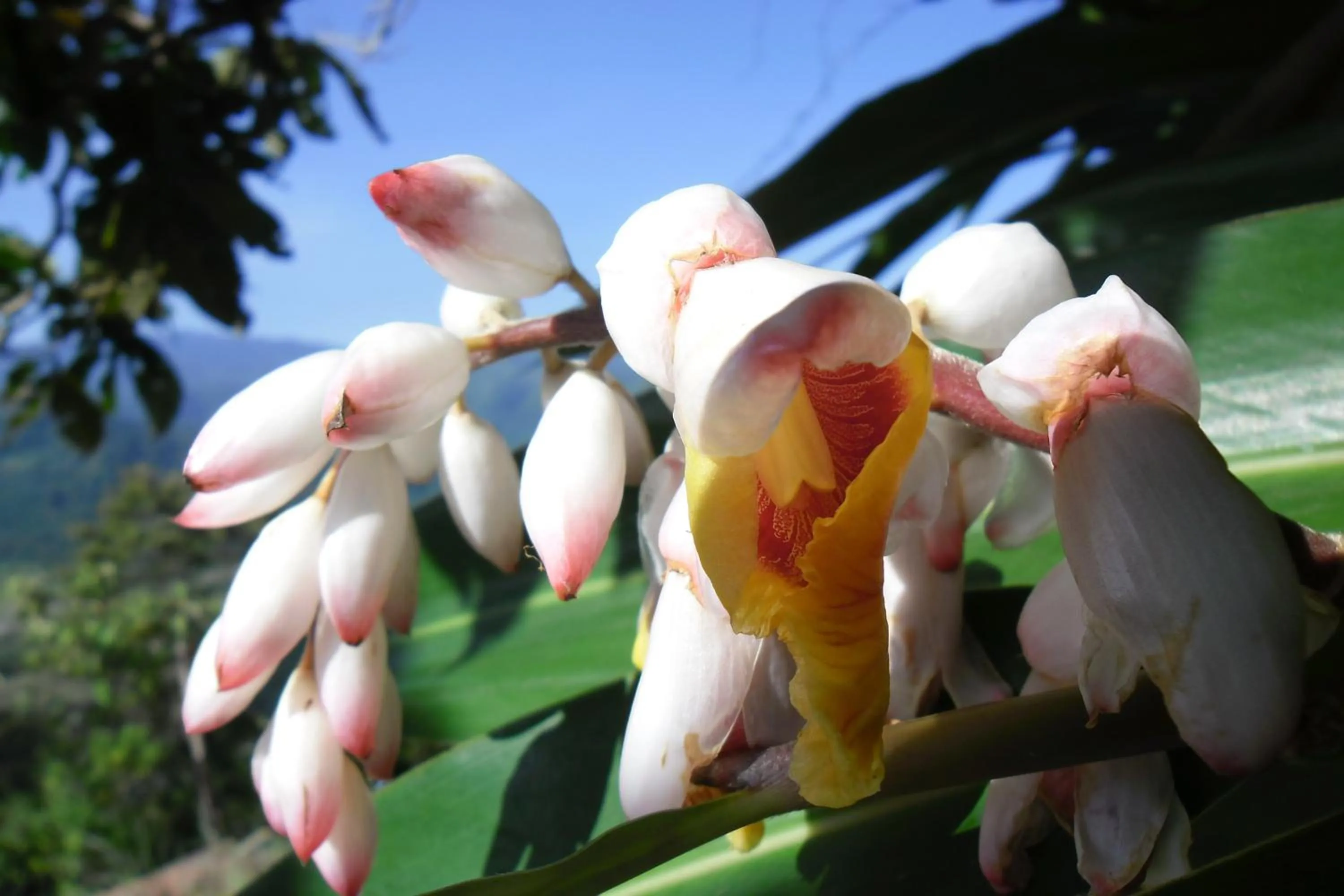 Garden in Rinconcito Verde
