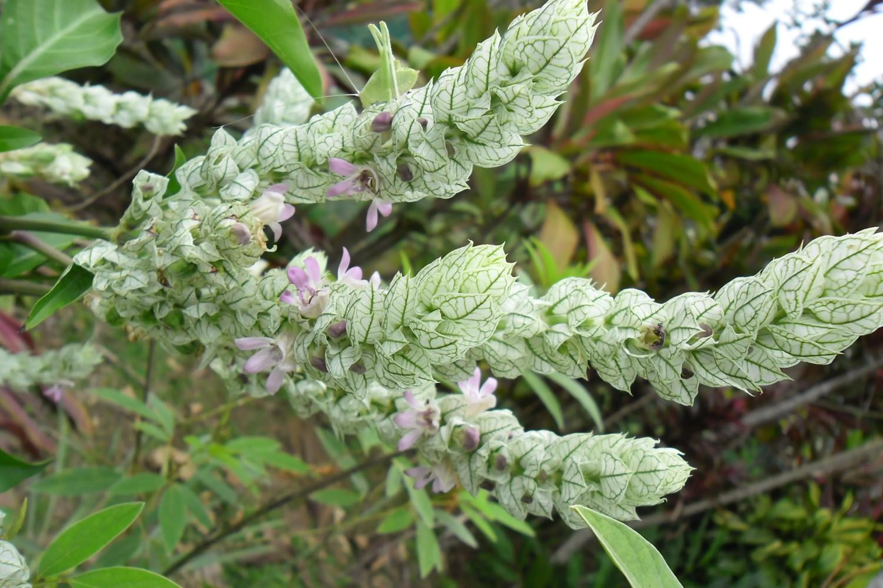 Garden in Rinconcito Verde