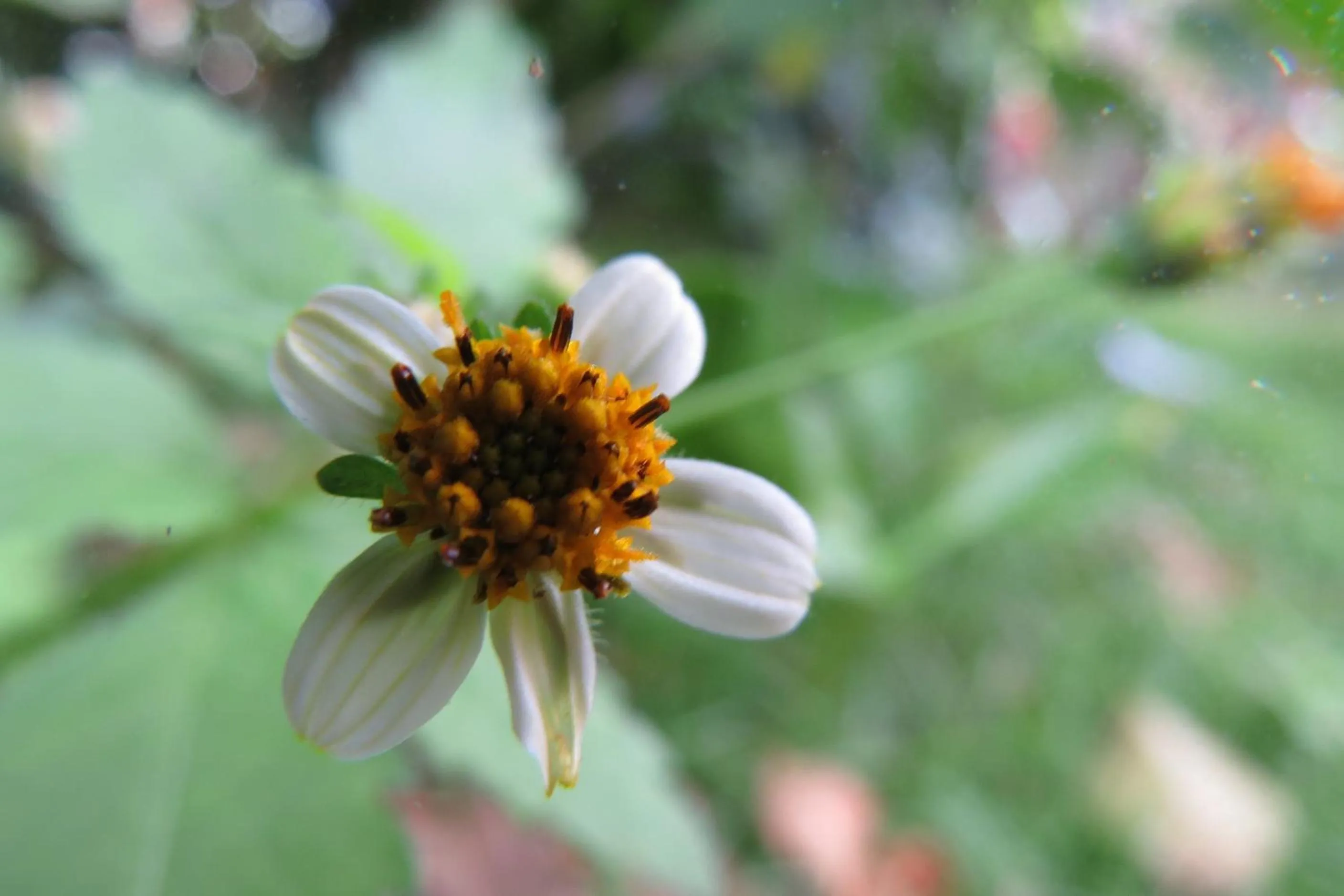 Garden in Rinconcito Verde