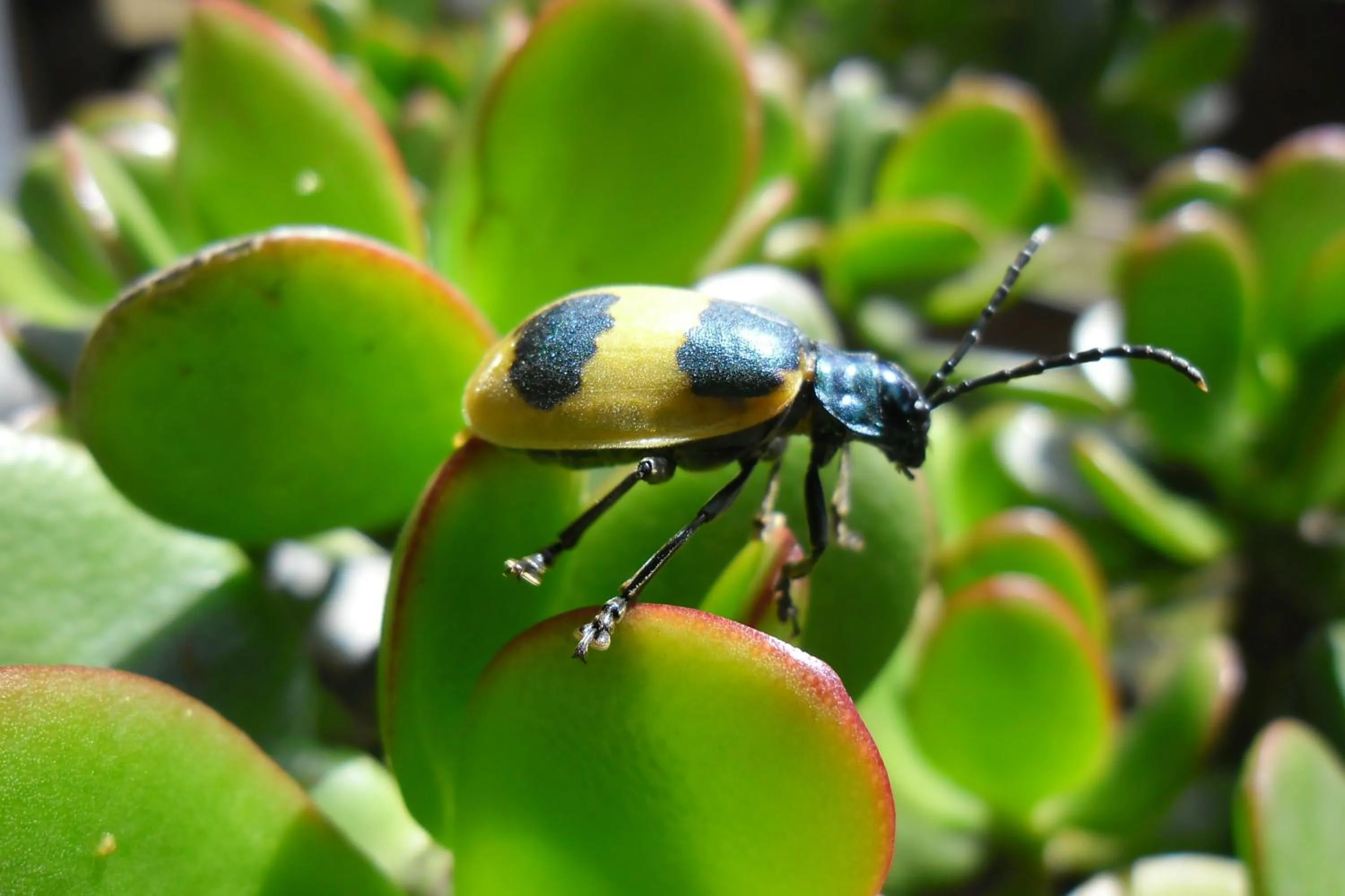 Garden in Rinconcito Verde