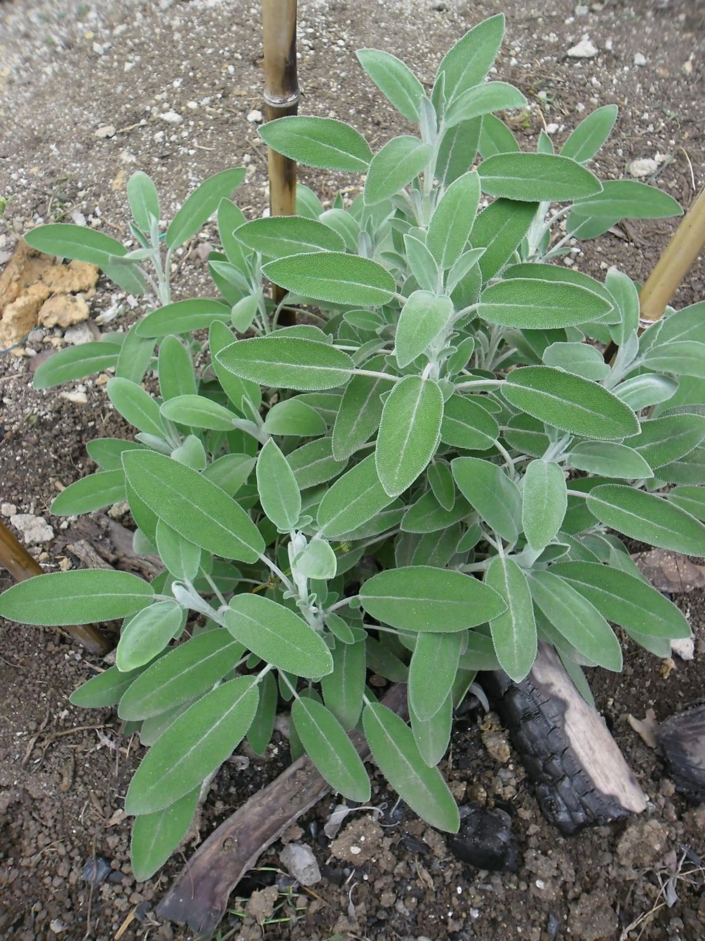 Garden in Rinconcito Verde