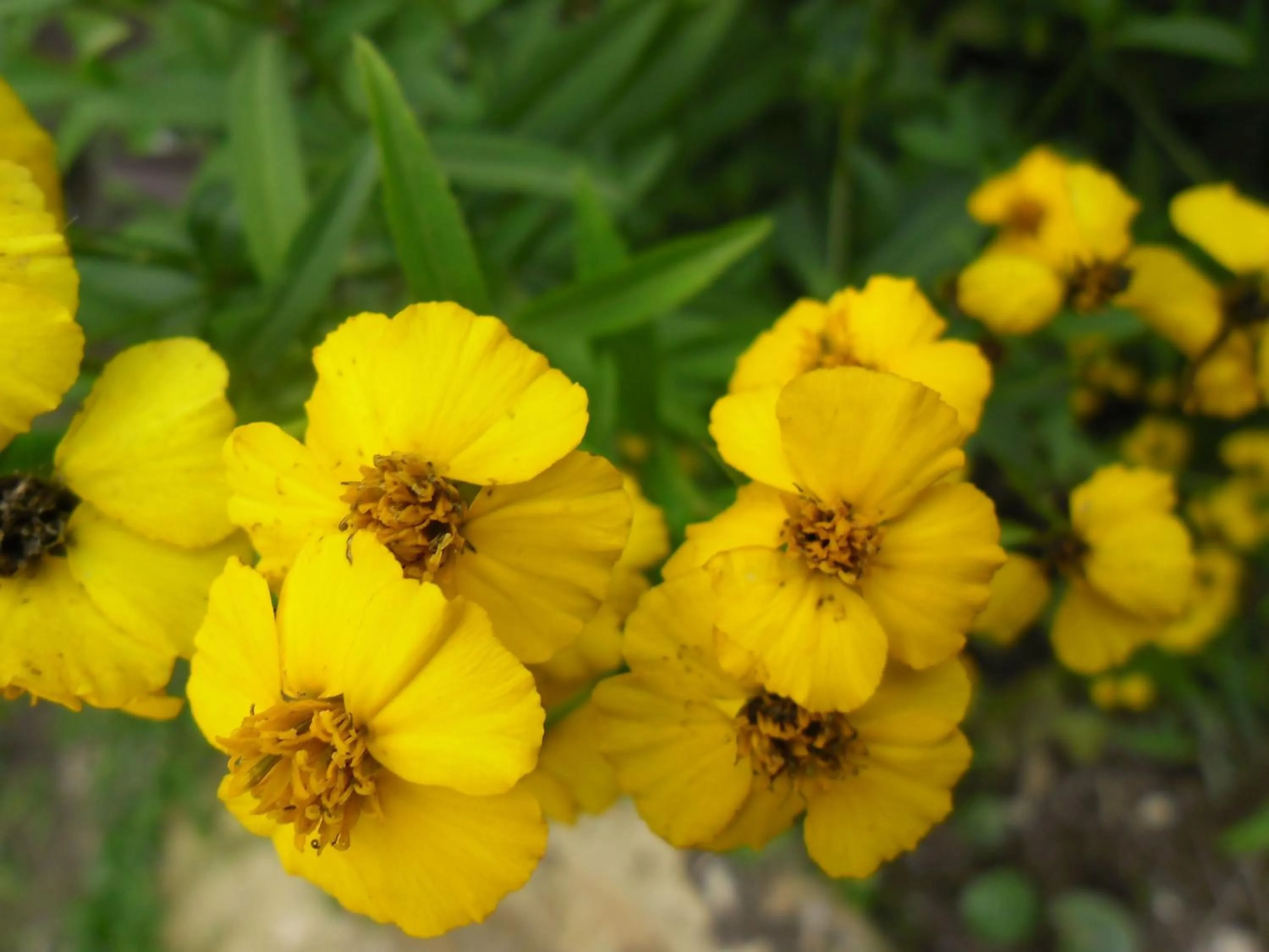 Garden in Rinconcito Verde