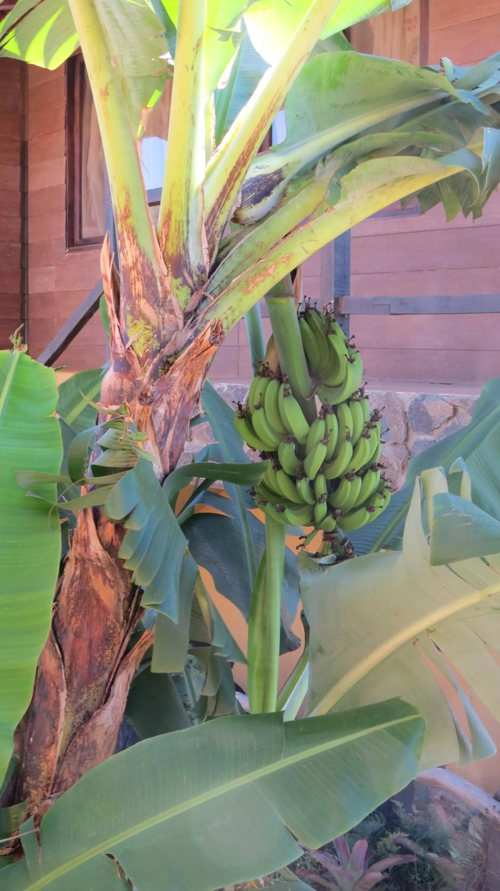 Garden in Rinconcito Verde