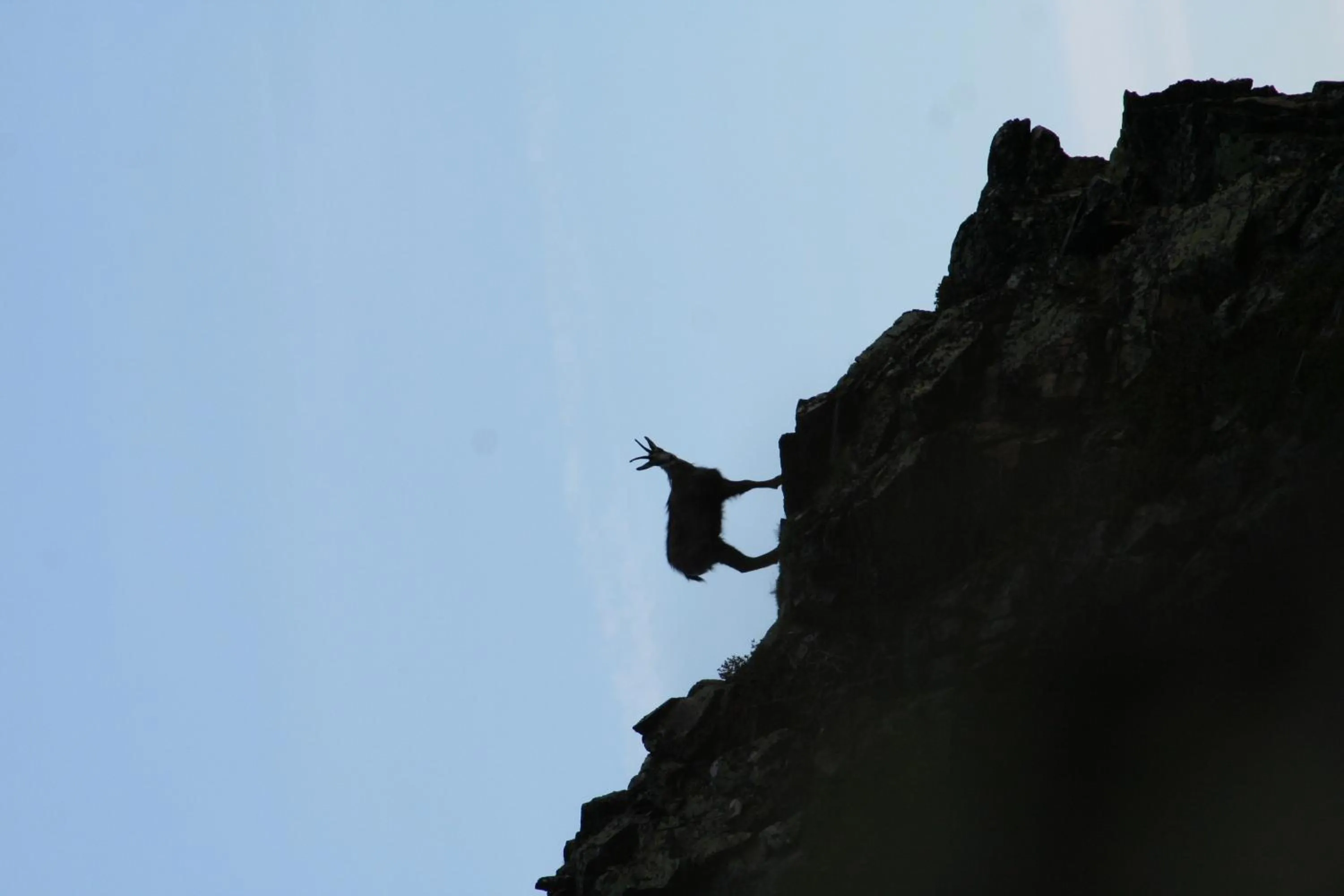 Animals in Apart Gletscherblick