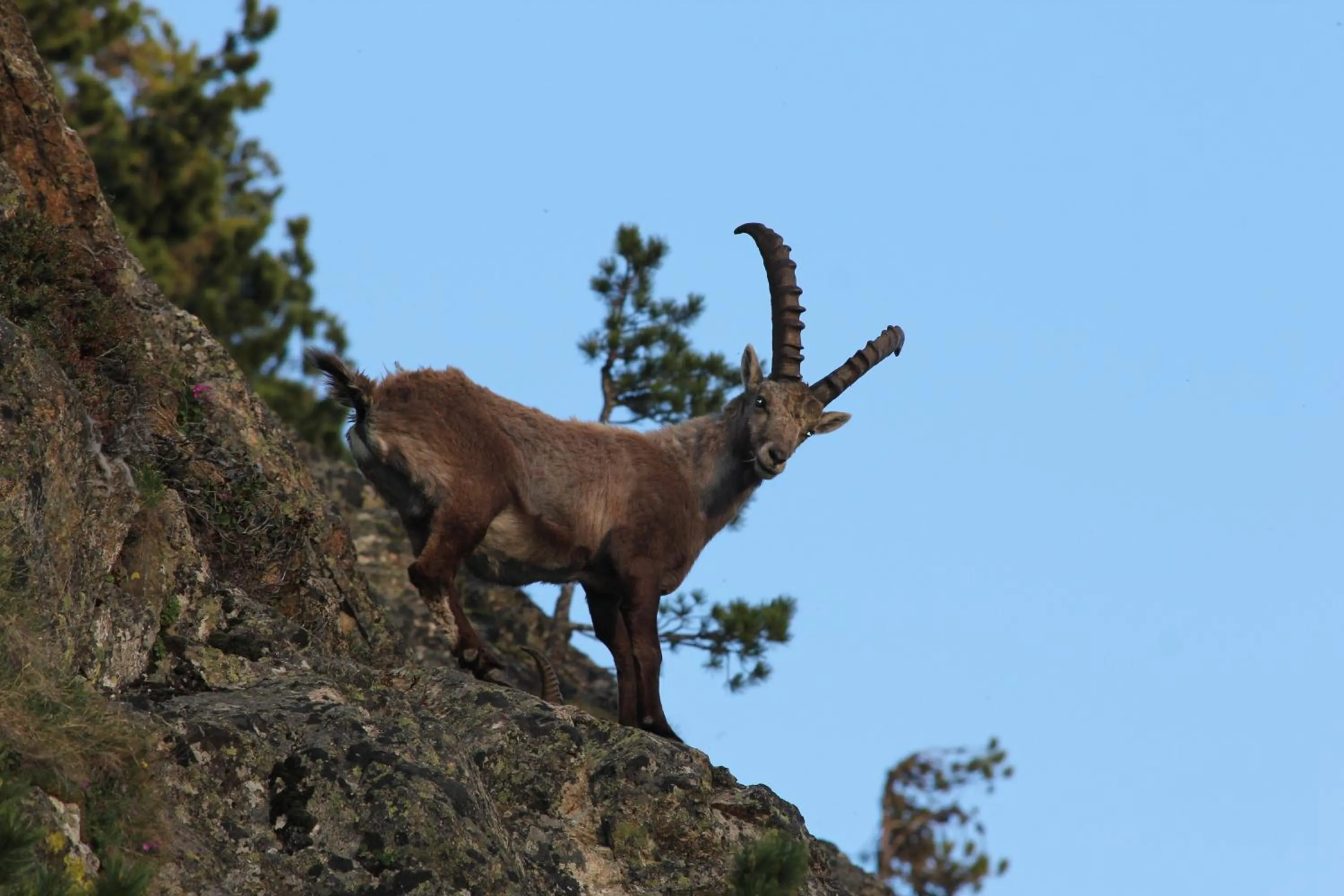 Animals in Apart Gletscherblick