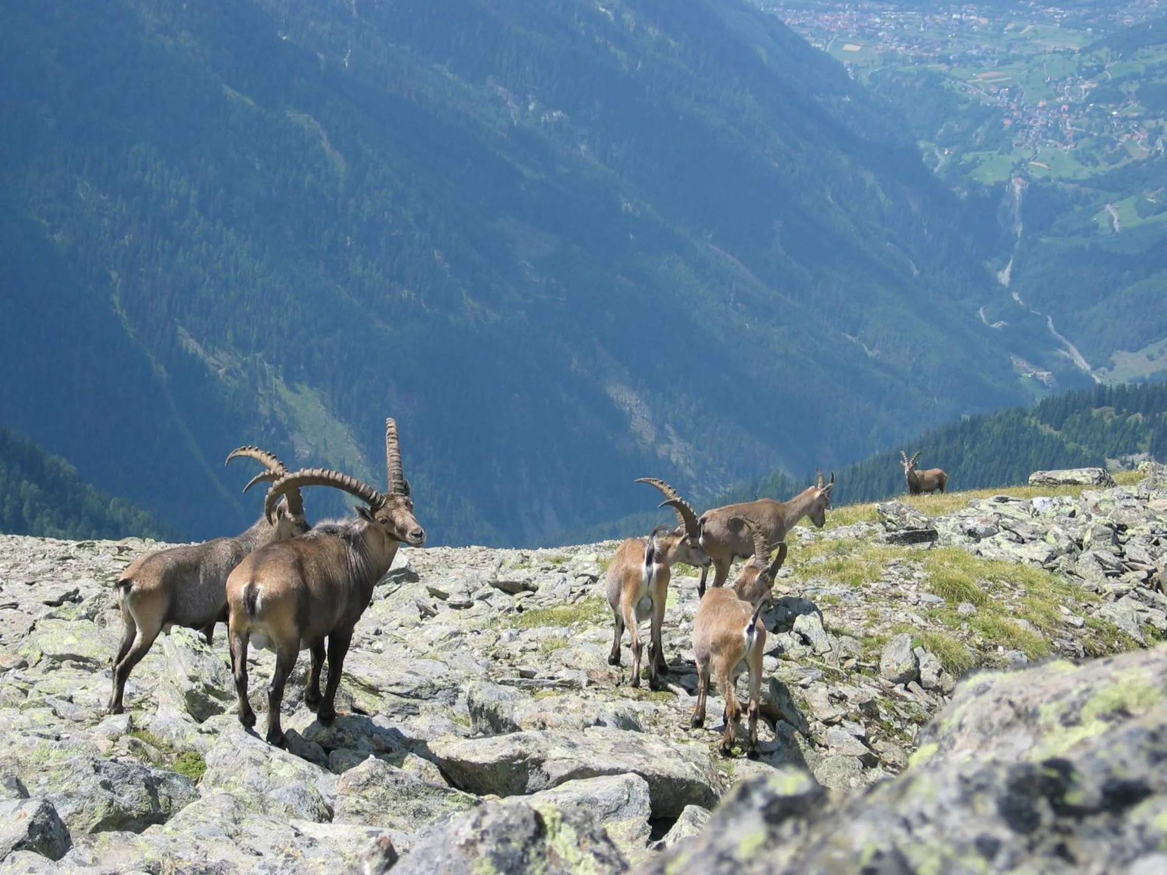 Animals in Apart Gletscherblick
